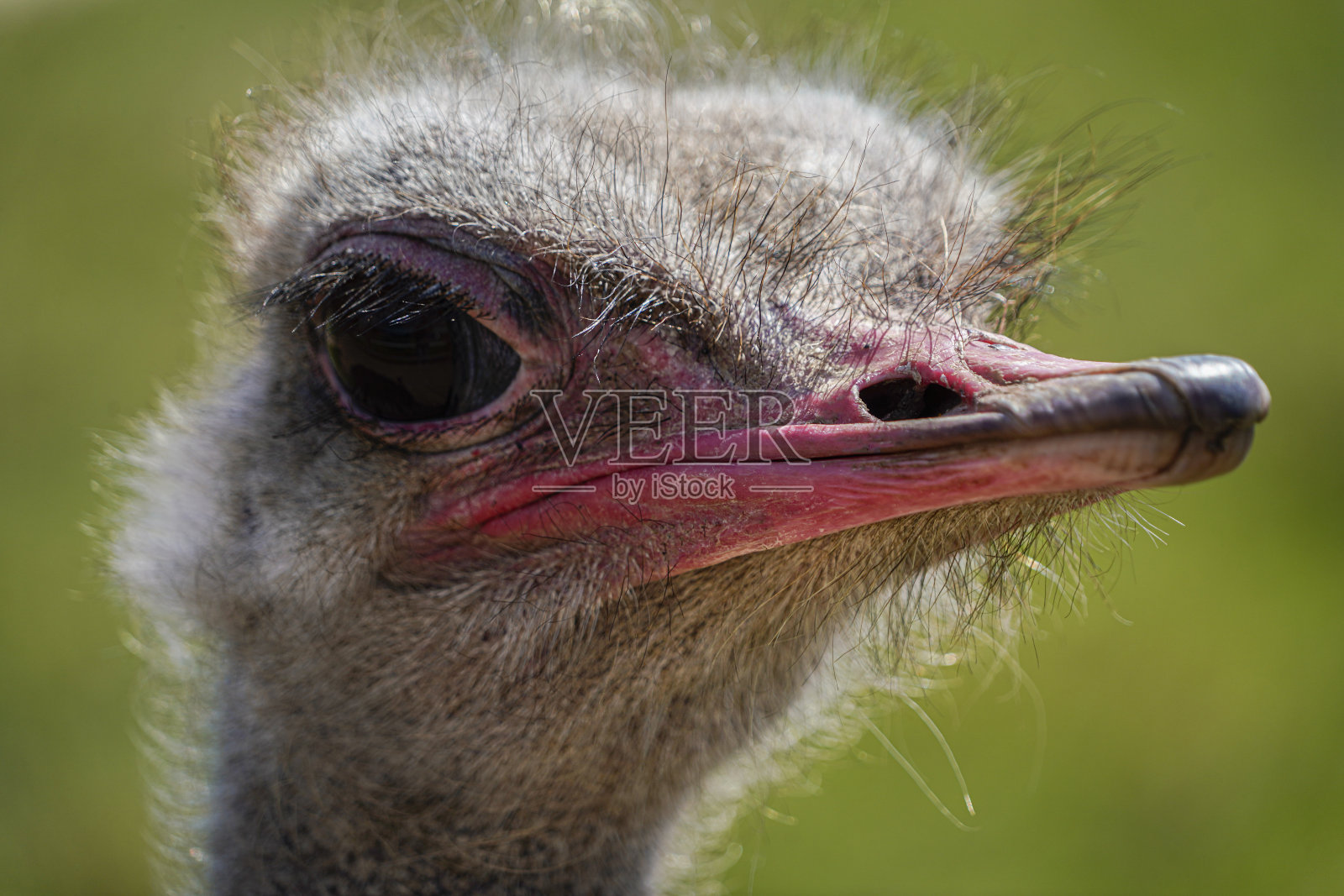 鸵鸟养殖场里养着鸵鸟。有可爱有趣的动物长着长长的睫毛和富于表情的眼睛。照片摄影图片