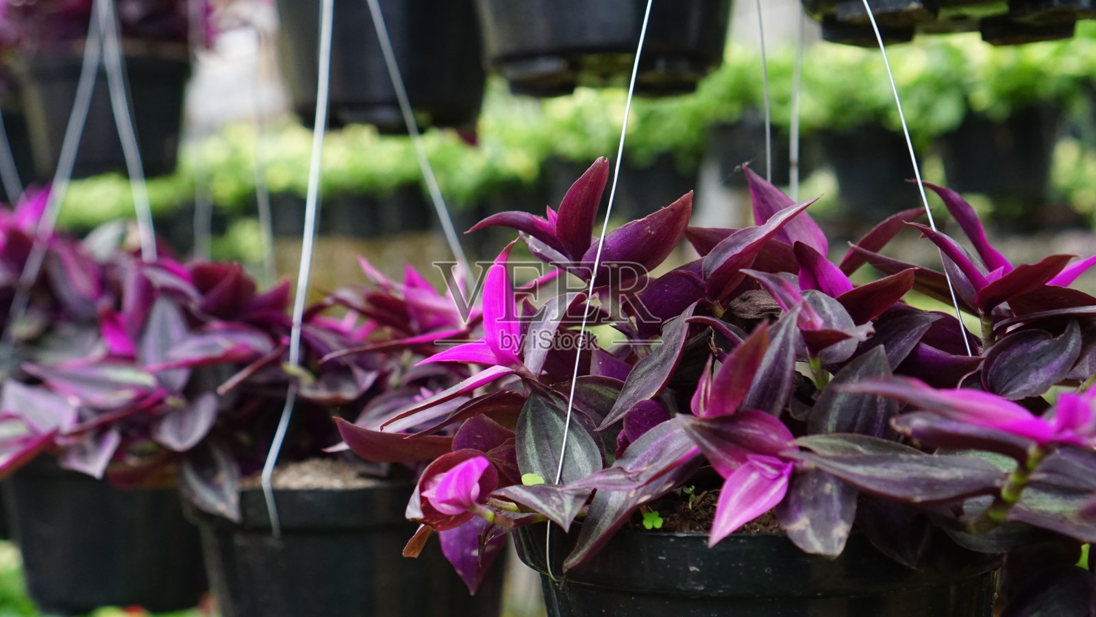 悬挂盆紫色观赏植物照片摄影图片