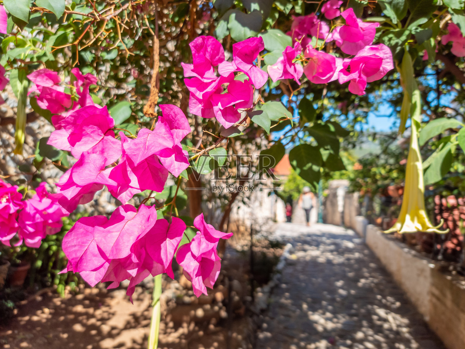 叶子花属的植物照片摄影图片