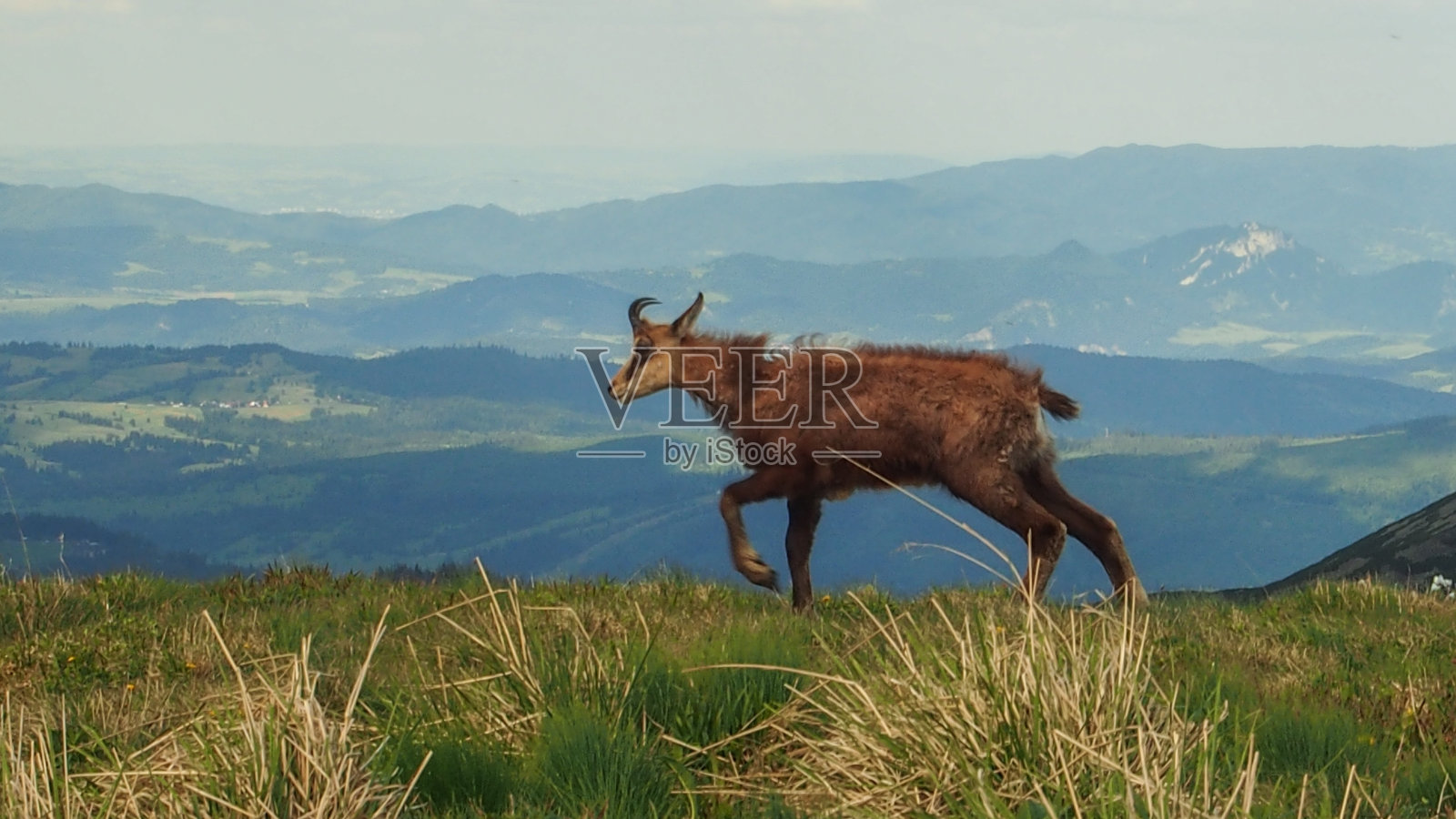 高塔特拉山顶上的岩羚羊照片摄影图片