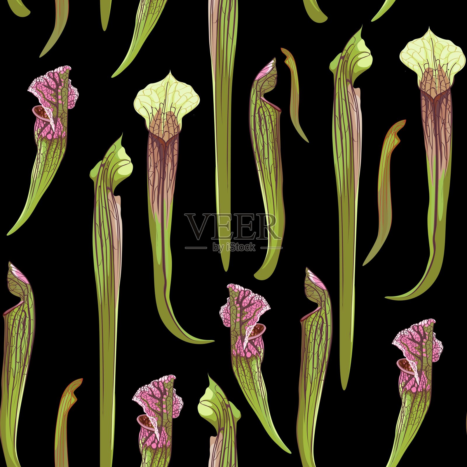 热带无缝模式。夏天打印。丛林雨林。食肉植物属。猴子杯外来植物。无缝花卉图案与异国情调的花朵在黑色背景。插画图片素材