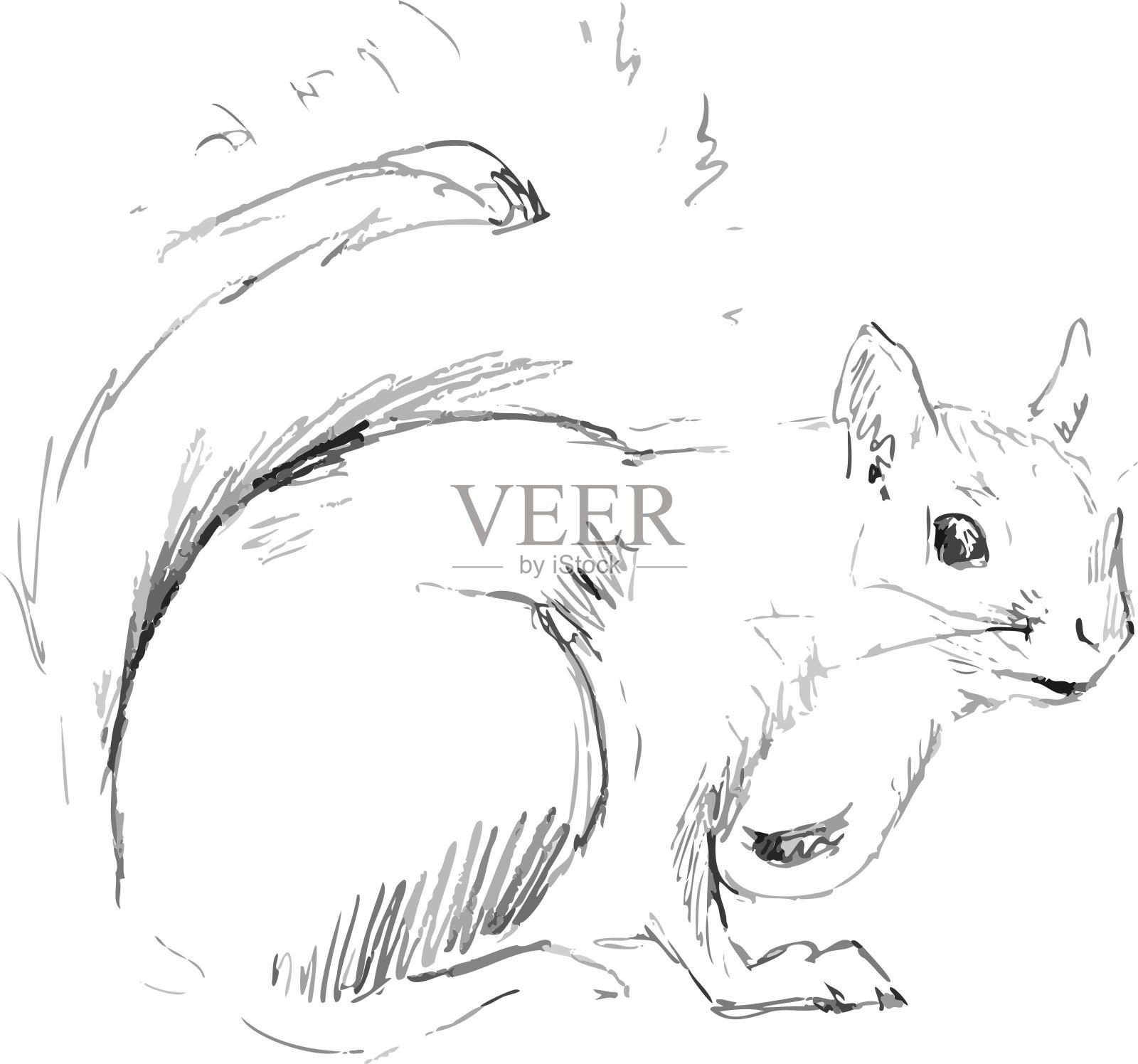 手绘松鼠的矢量图形插图，黑色的铅笔在白色上设计元素图片