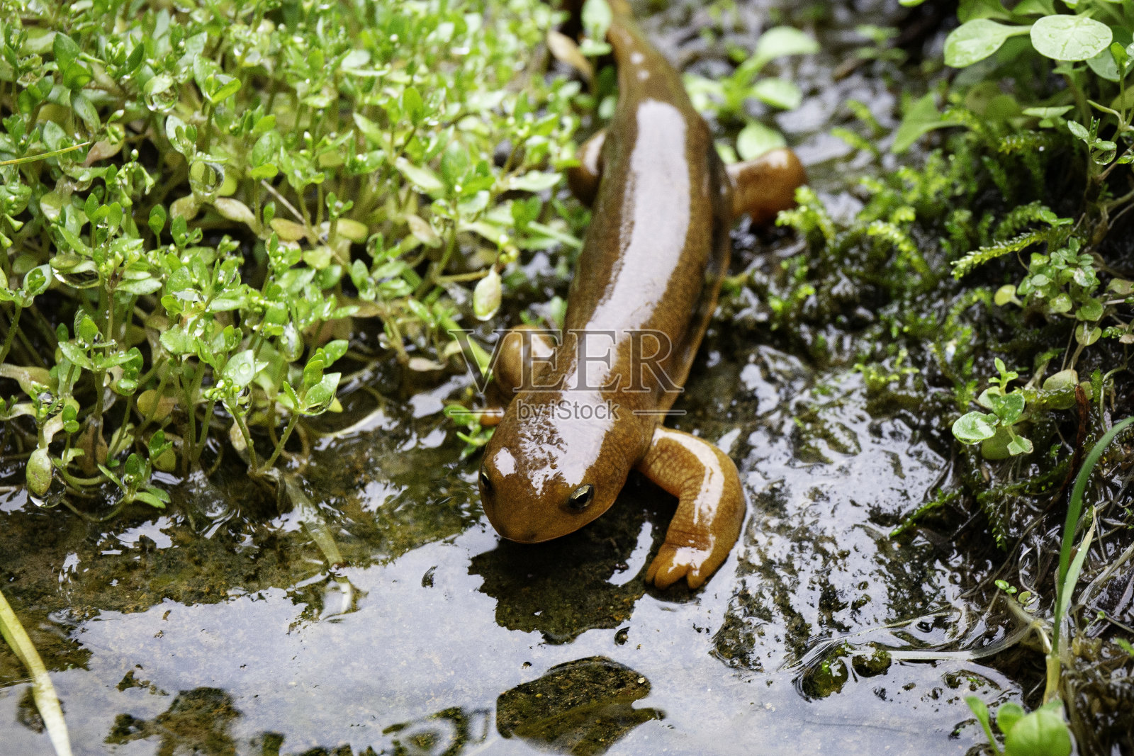 在湿地上爬行的蝾螈照片摄影图片
