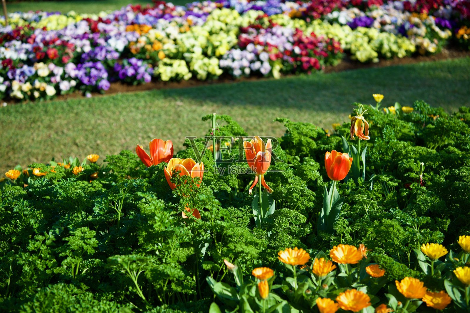 郁金香生命周期!照片摄影图片
