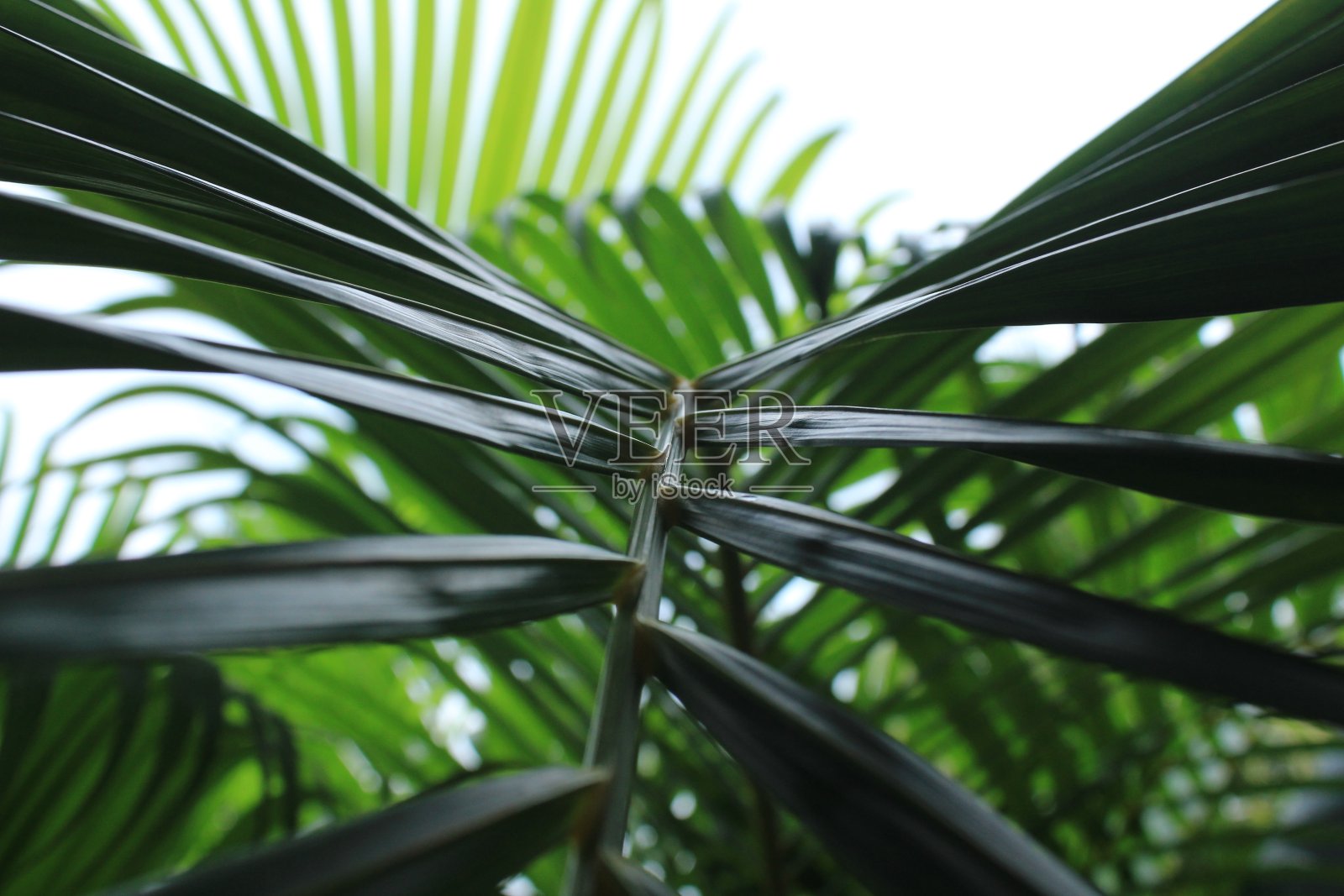 深绿色棕榈树叶的特写镜头在阴雨天气。照片摄影图片