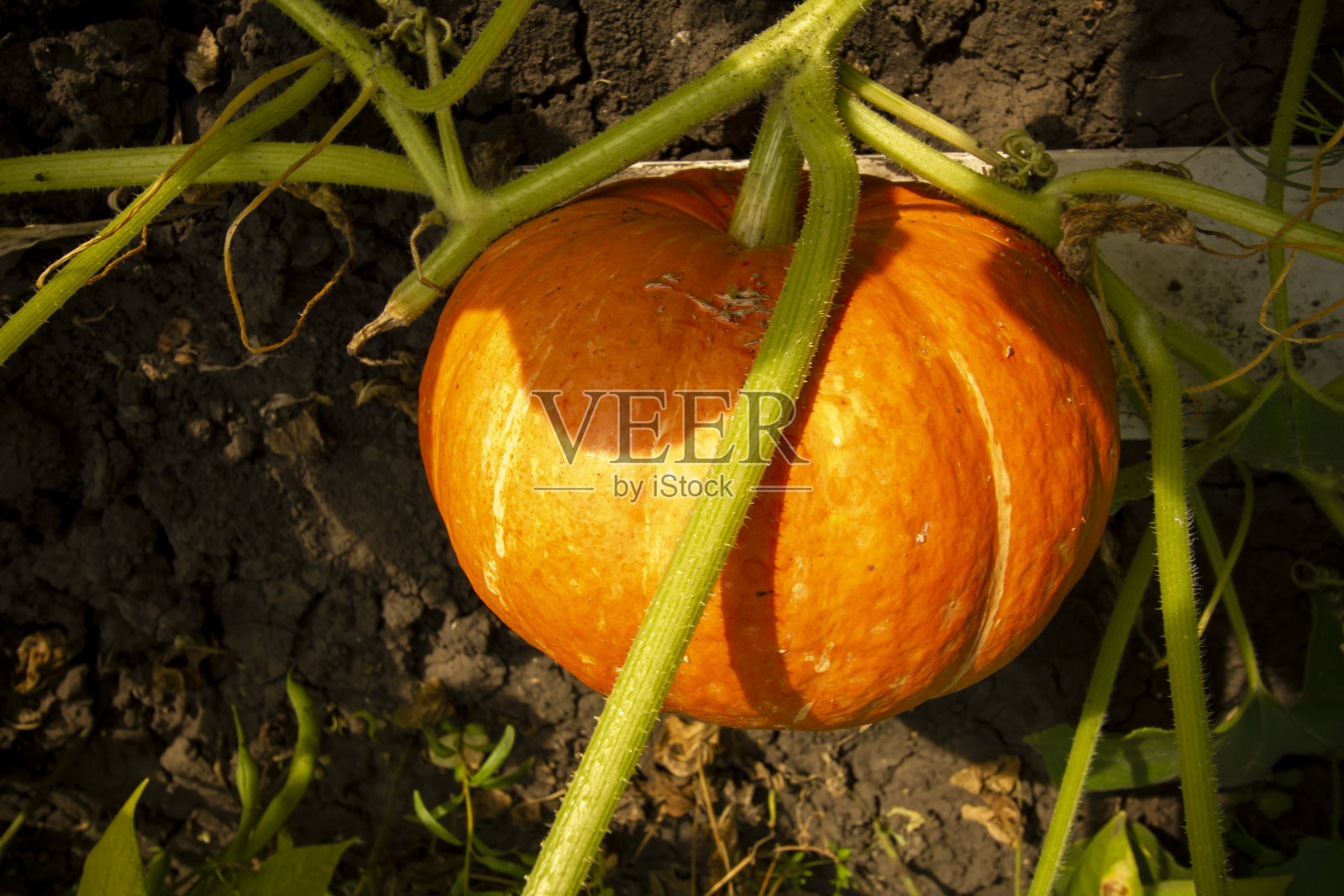 一个橙色的南瓜生长在一个村庄的乡村房子的花园里。照片摄影图片