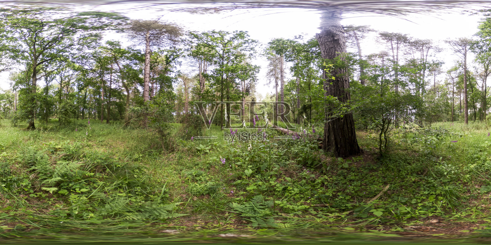 在英国诺福克乡村传统松树林地拍摄的360球面全景图照片摄影图片
