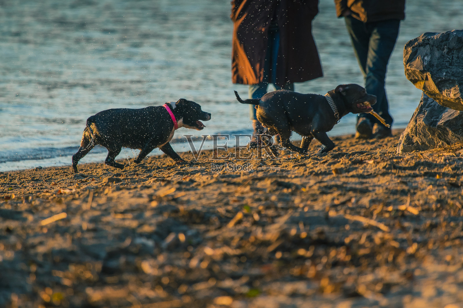 可爱的小狗在海滩上玩耍照片摄影图片