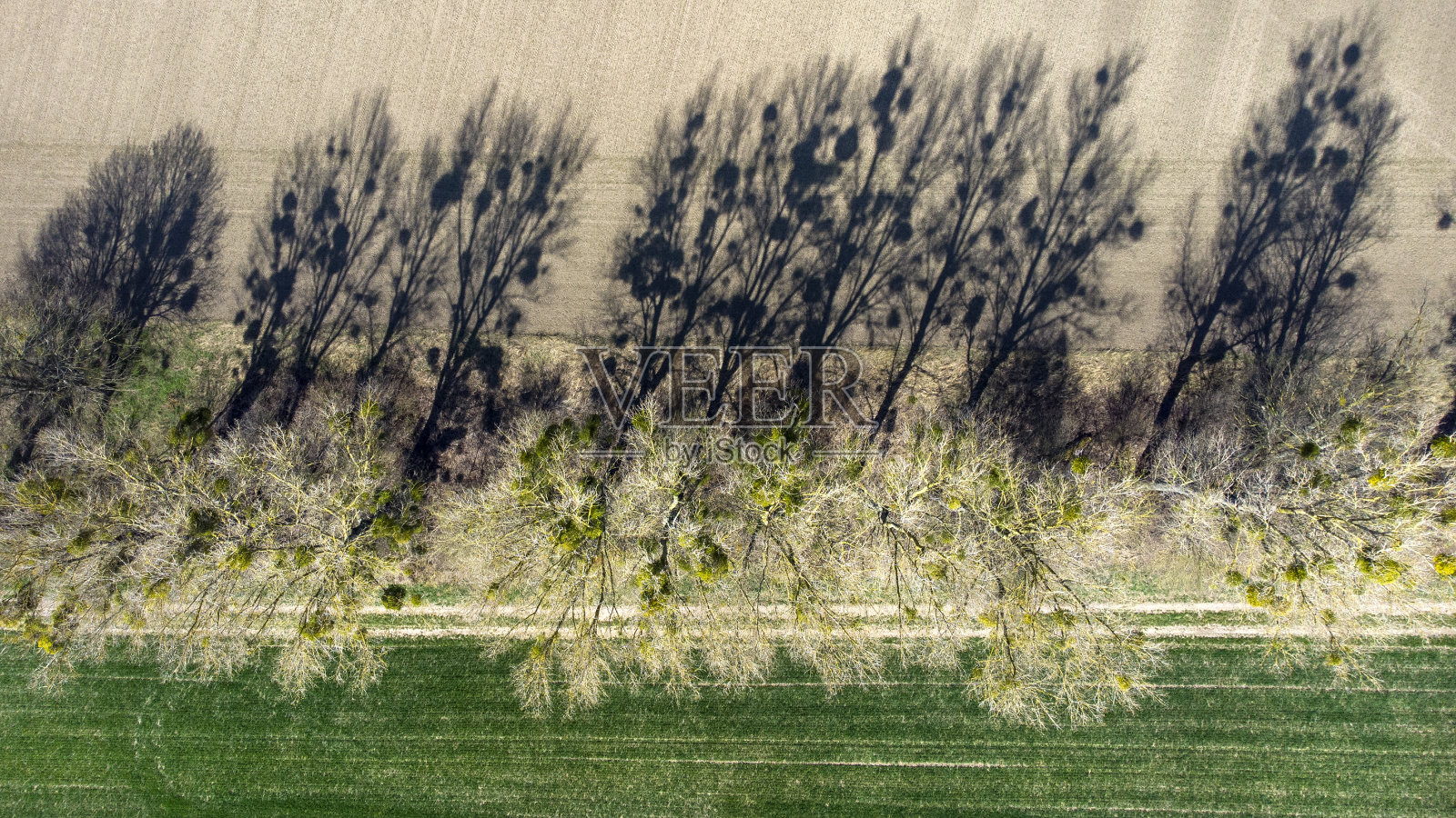 槲寄生在树上的影子照片摄影图片