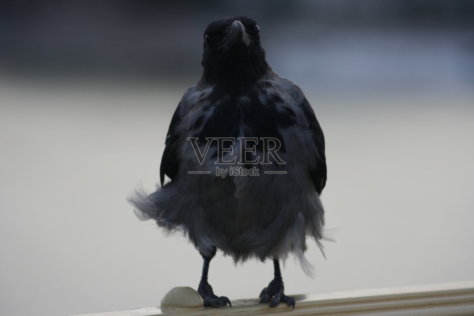 宏12照片摄影图片