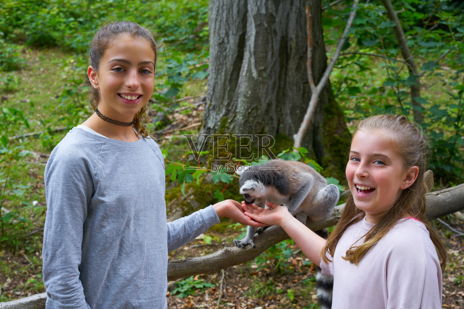 孩子们和环尾狐猴玩耍照片摄影图片