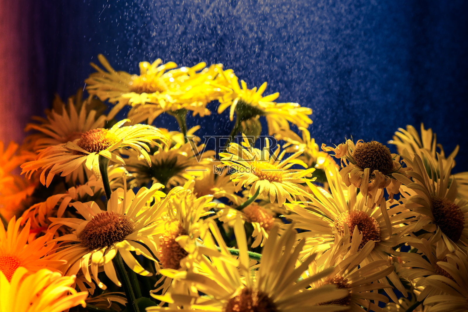 盛开的蒲公英背景。黄色的甘菊和水滴。花的节日背景照片摄影图片