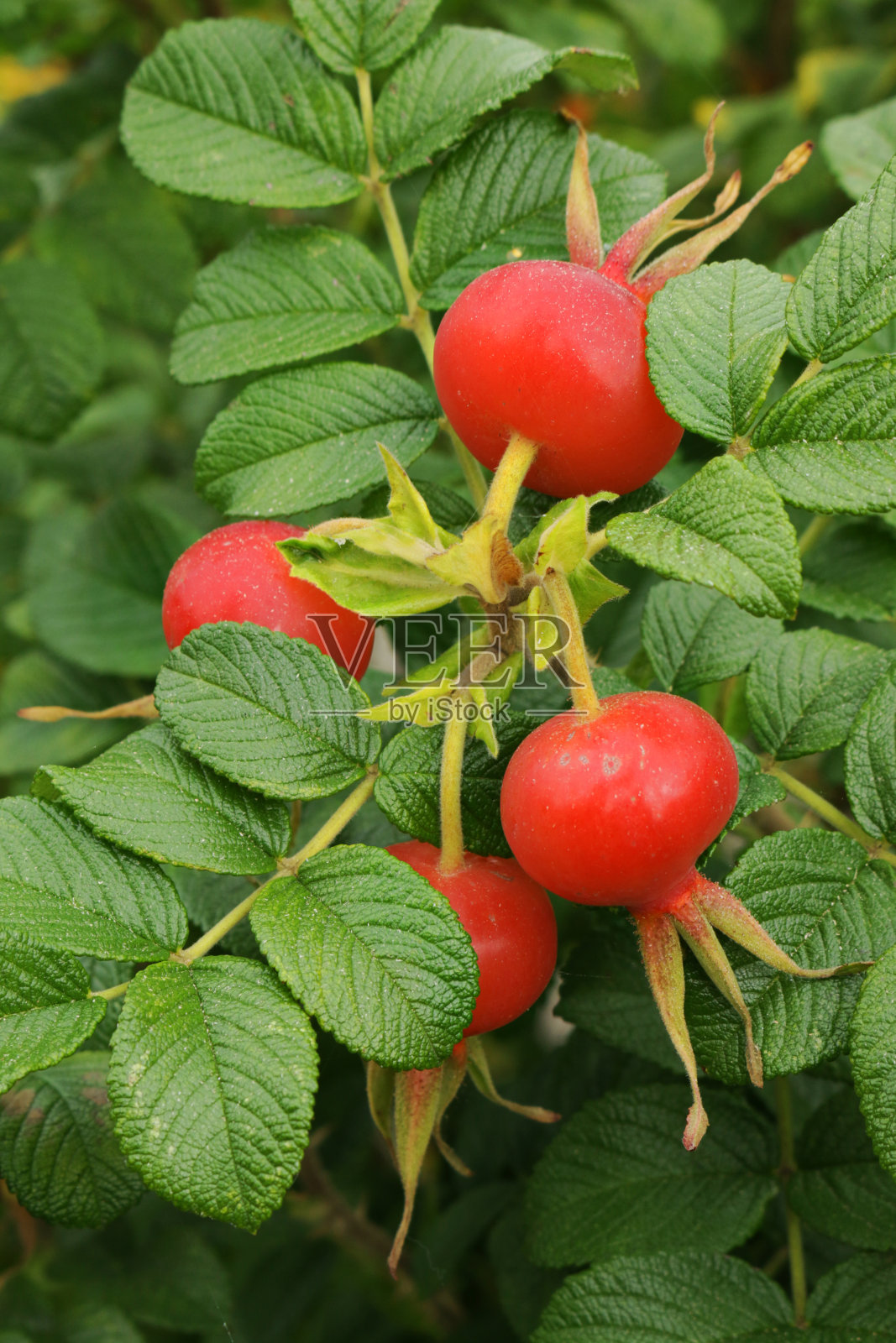 全帧图像的叶子和蔷薇灌木的臀部，红玫瑰臀部(山楂，heps)，聚焦前景照片摄影图片
