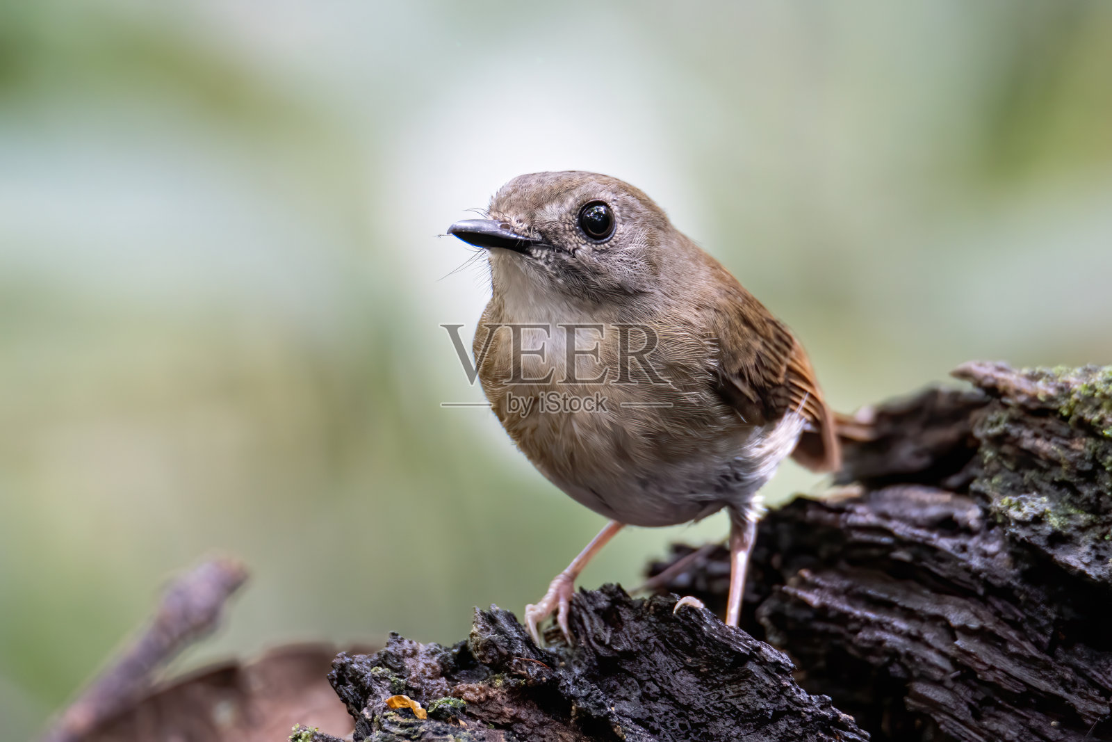 黄胸丛林捕蝇鸟(Rhinomyias olivacea)婆罗洲岛。照片摄影图片