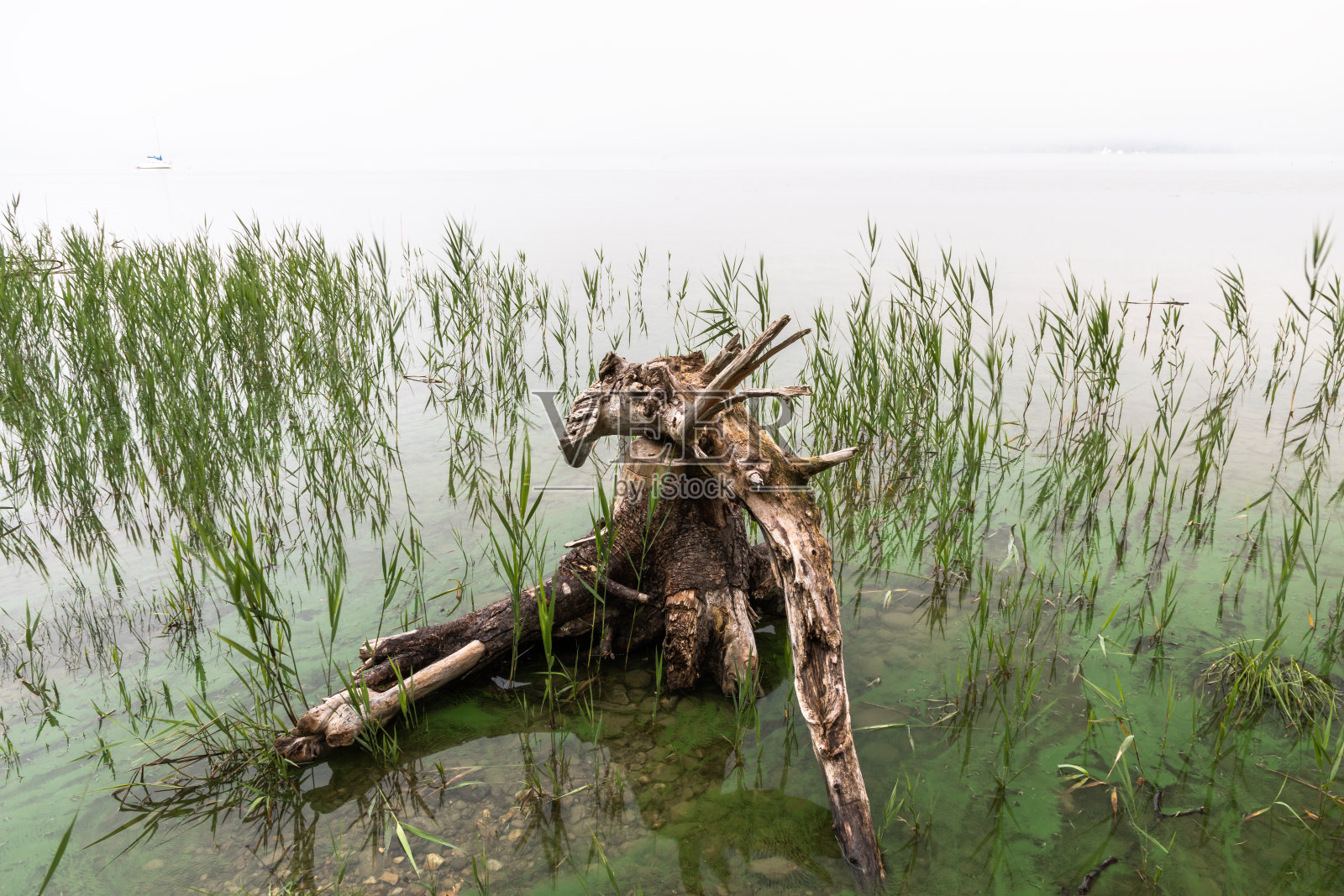 一个雾蒙蒙的夏日清晨，在安默湖照片摄影图片