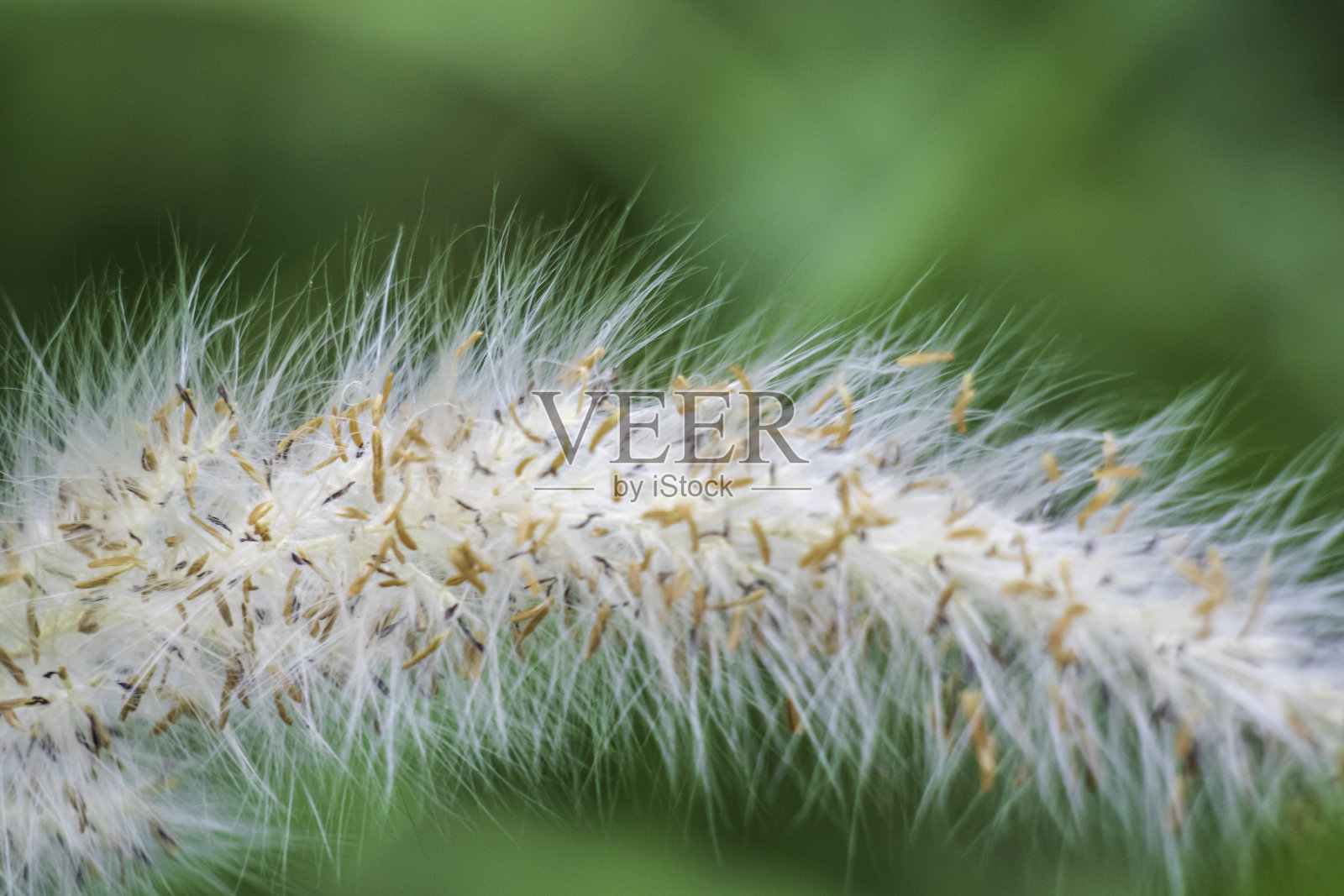 野草花照片摄影图片
