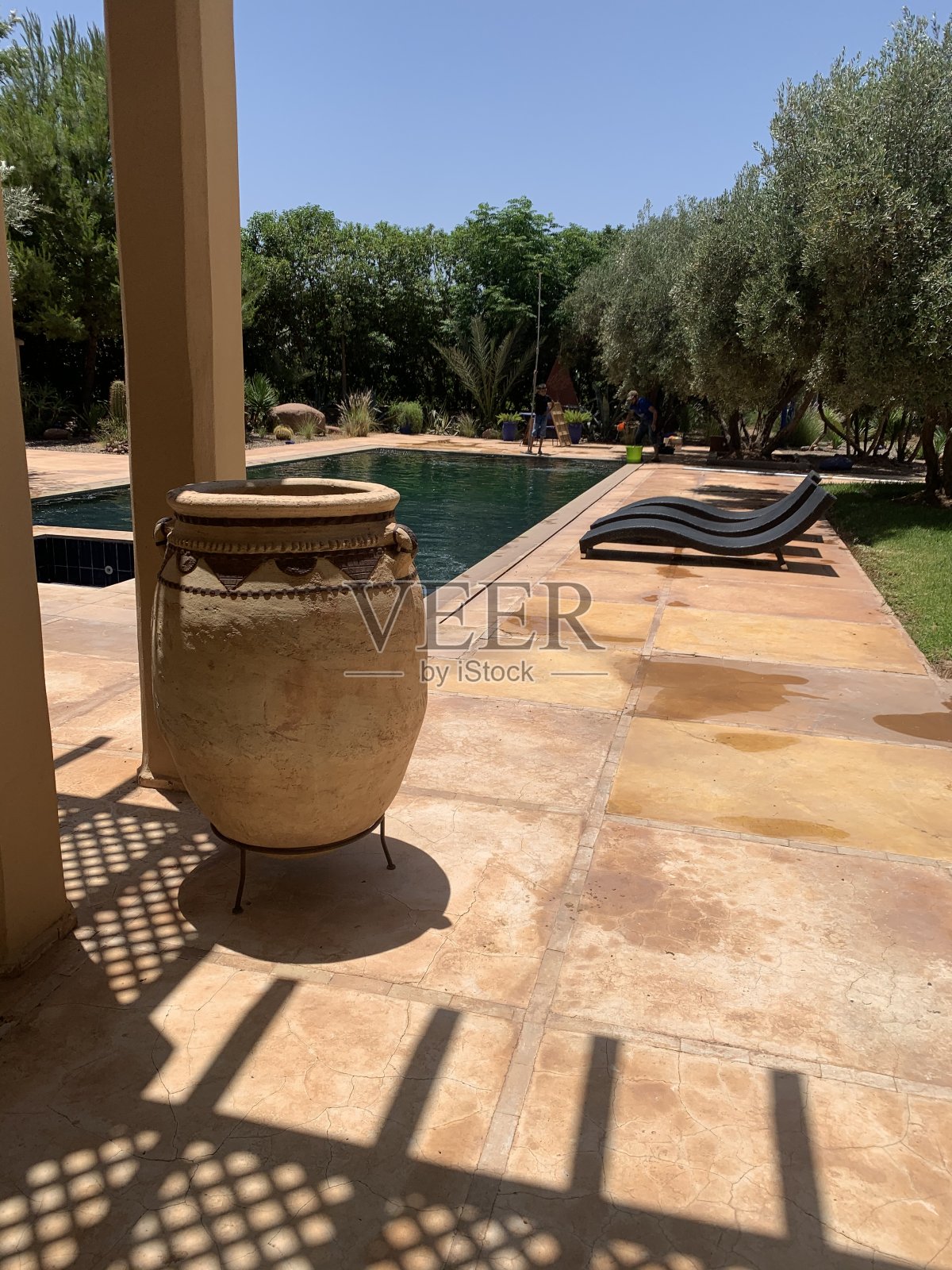 树照片摄影图片