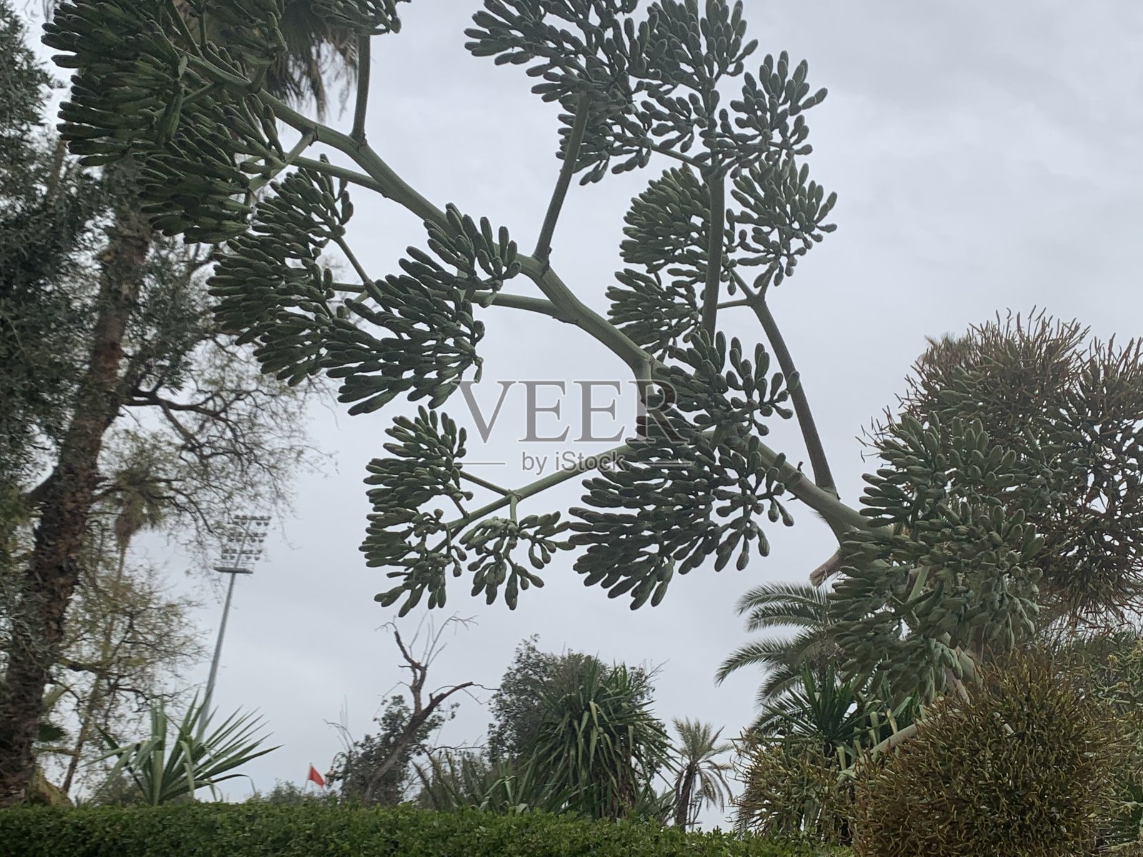 树照片摄影图片