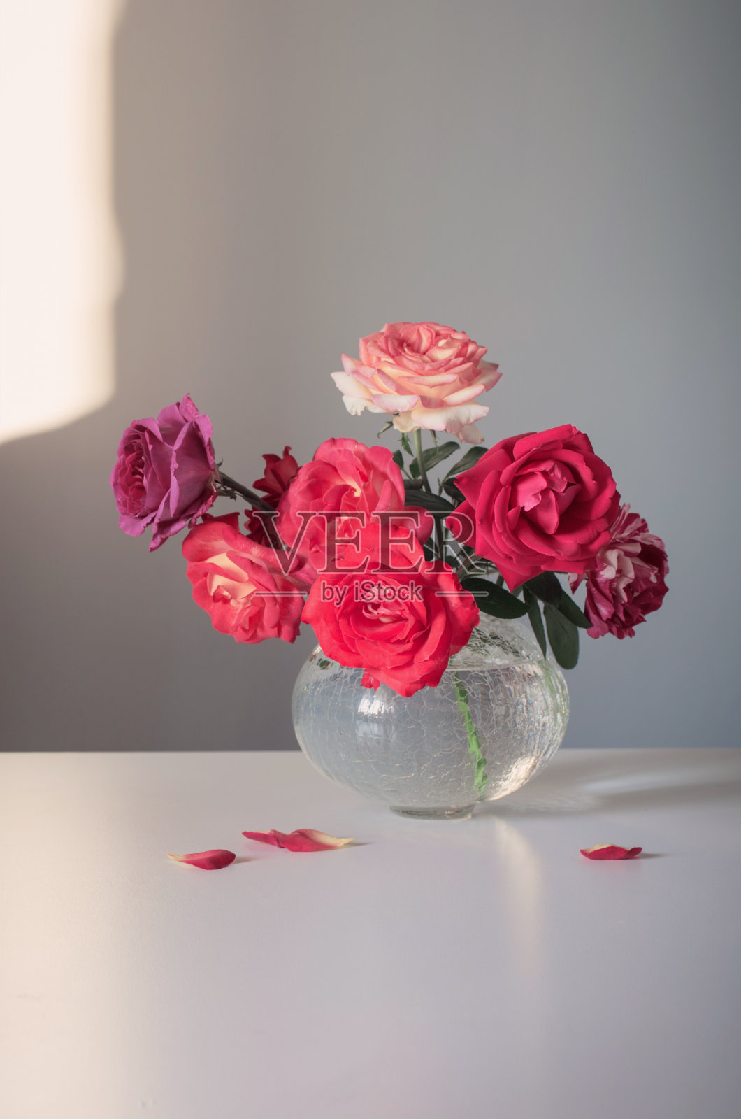 灰色背景玻璃花瓶里的红玫瑰照片摄影图片