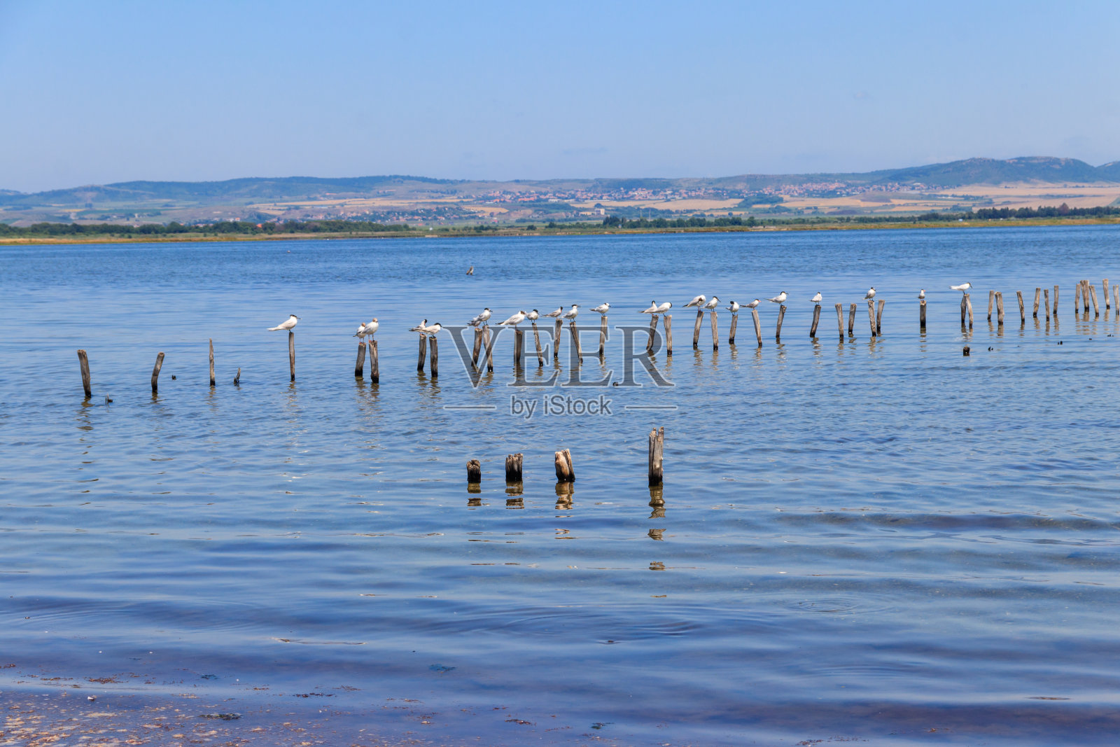 在保加利亚的波莫瑞盐湖，一群普通燕鸥栖息在一根木杆上照片摄影图片