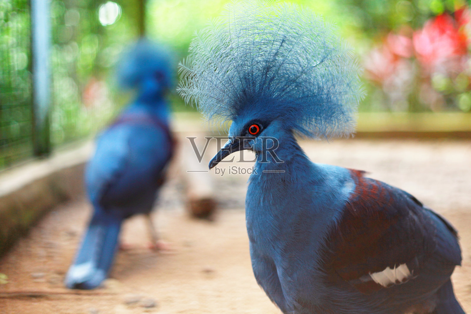 长着莫霍克发型的蓝鸟照片摄影图片