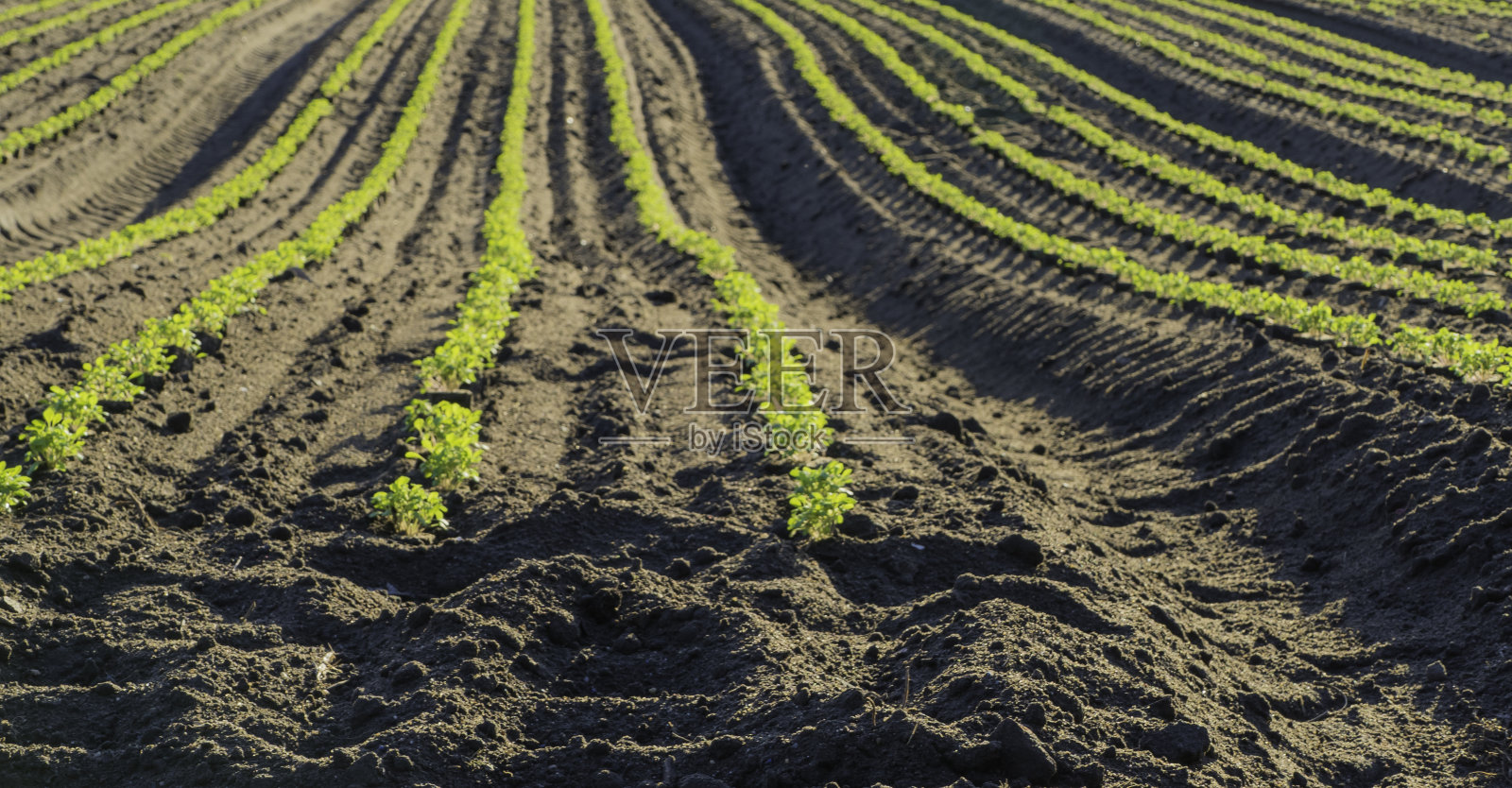 土壤中有许多色拉植物照片摄影图片