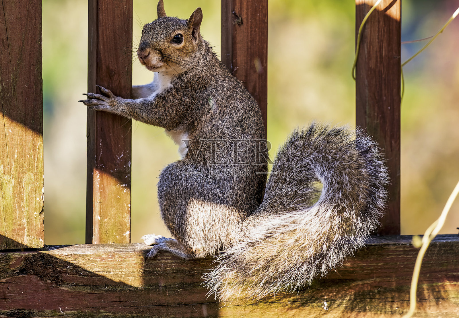 一只松鼠抓住了照片摄影图片