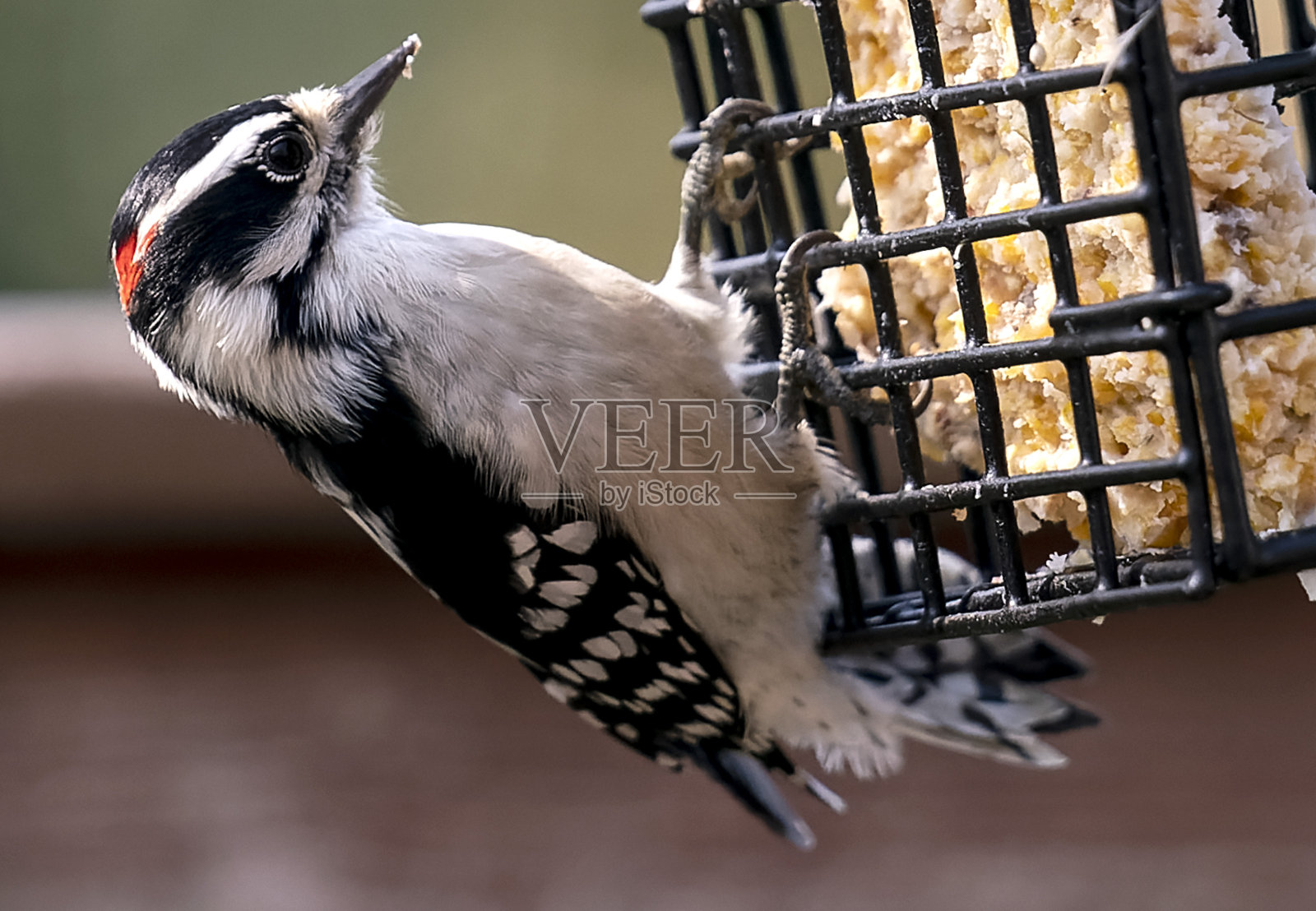 啄木鸟坐回照片摄影图片