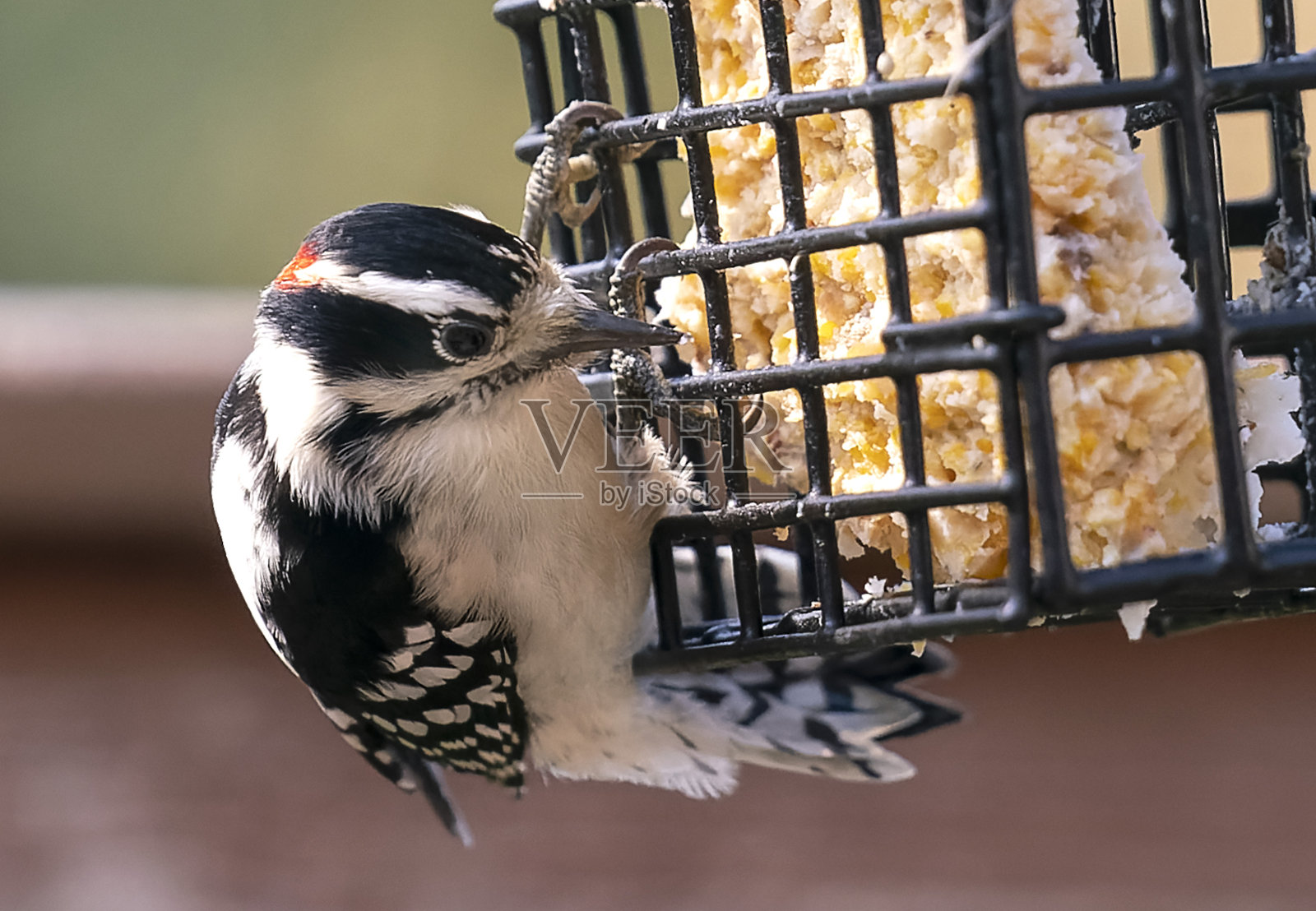 啄木鸟在看喂食器照片摄影图片