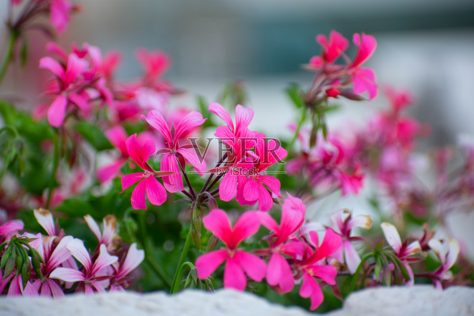 夏季清新花朵照片摄影图片