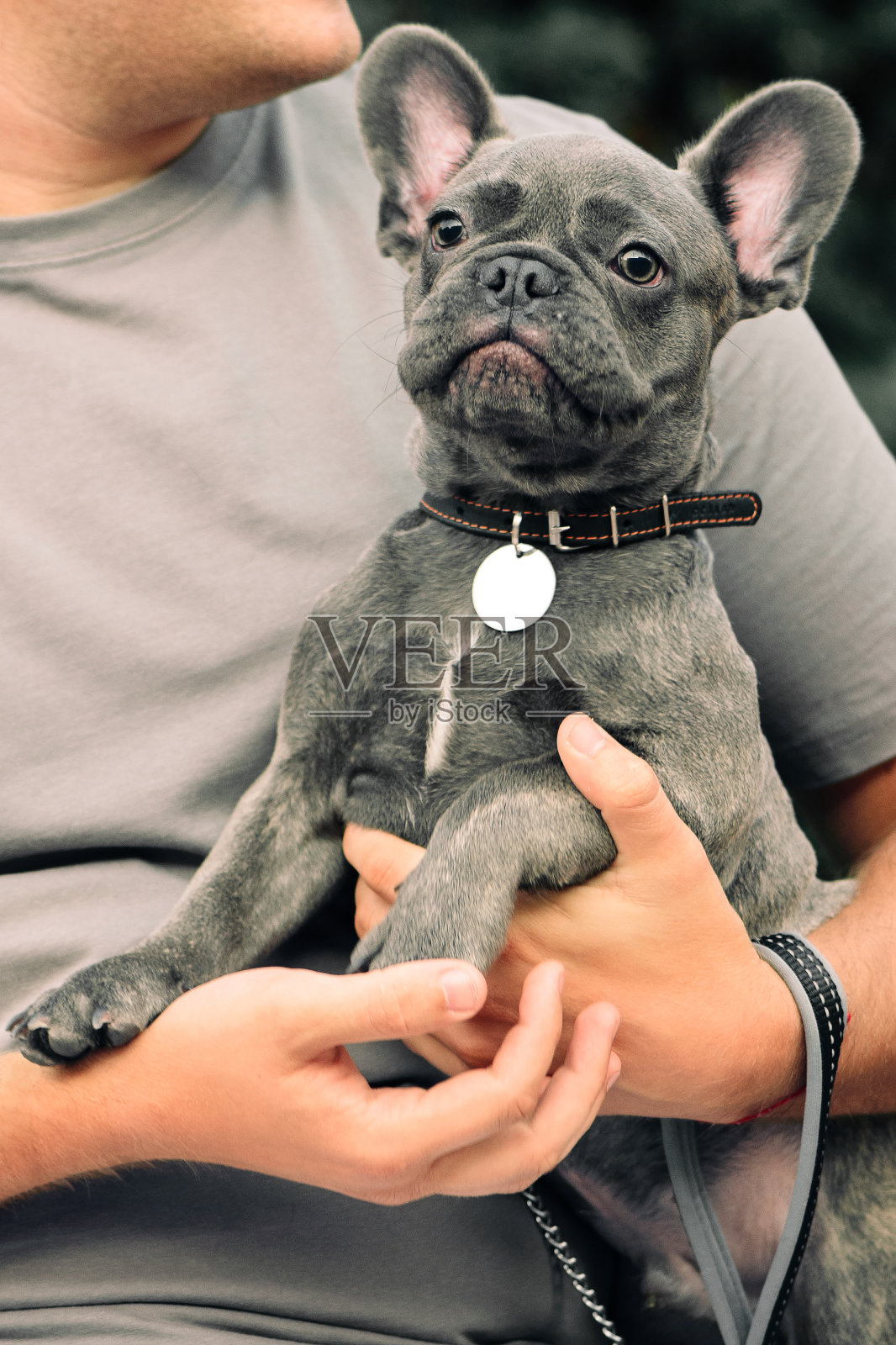 一只法国斗牛犬坐在主人的怀里看着镜头。可爱的蓝色的下文。照片摄影图片