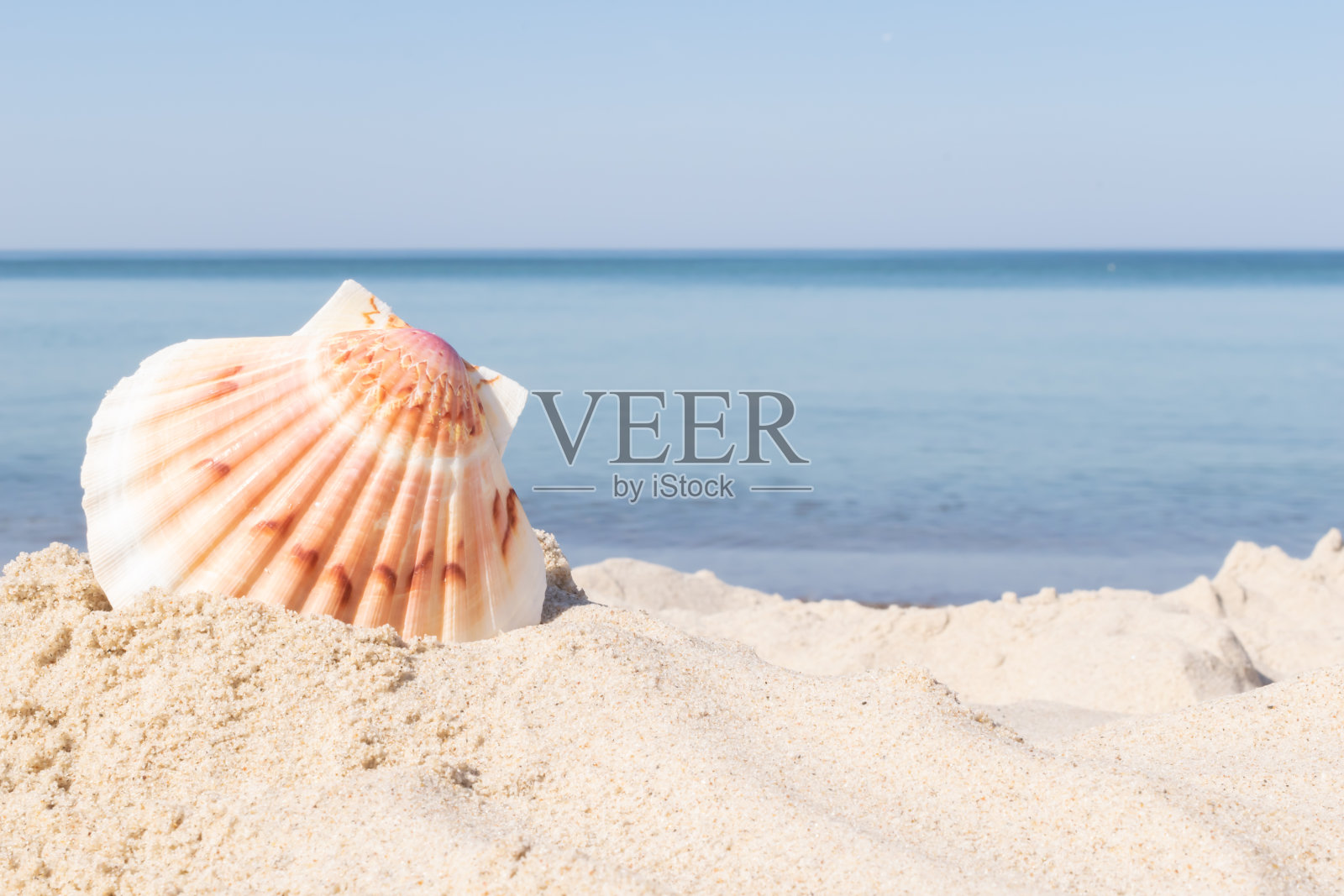 沙滩和蓝色大海背景下的海螺壳照片摄影图片