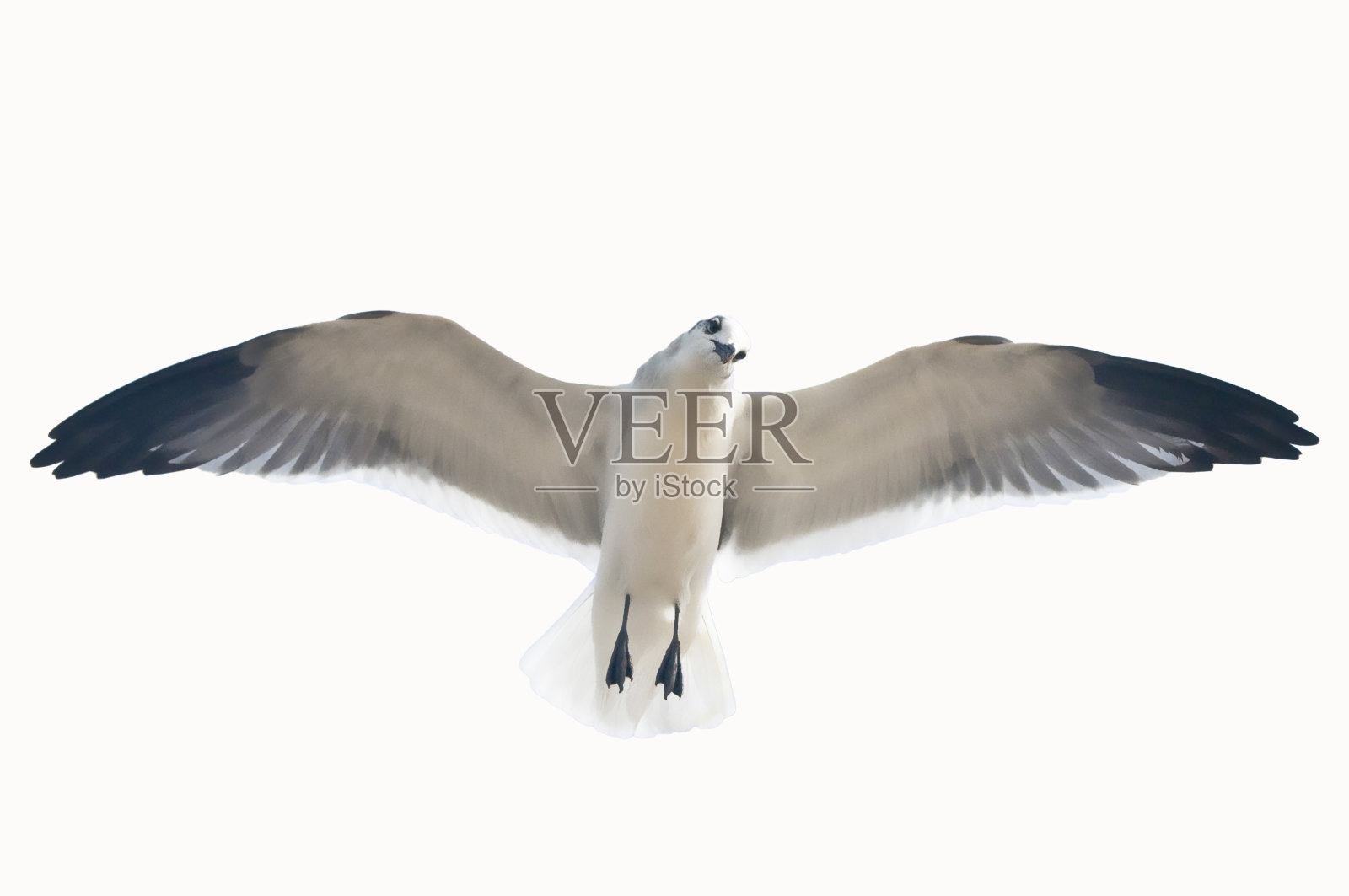 海鸥照片摄影图片