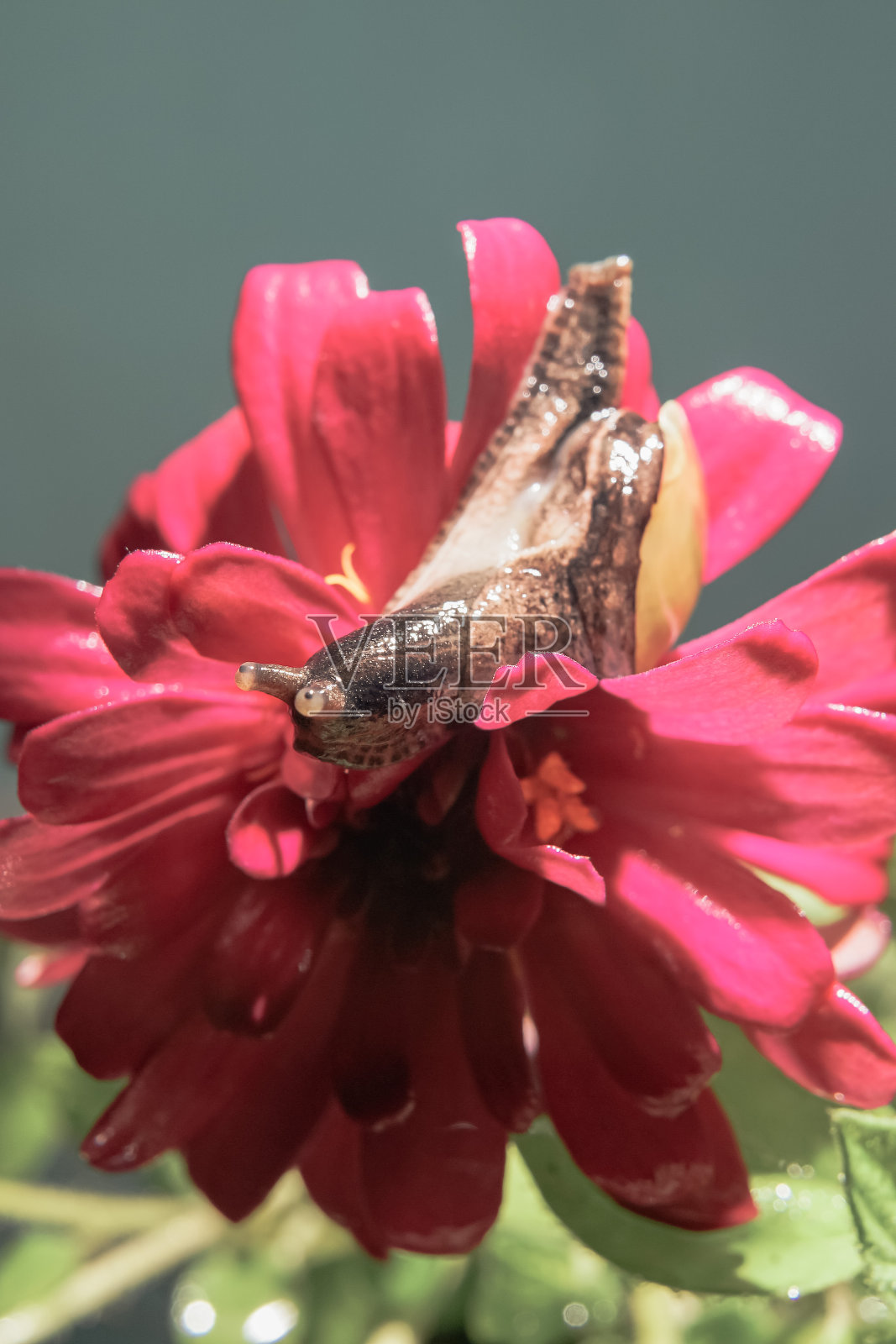 小布朗蜗牛照片摄影图片