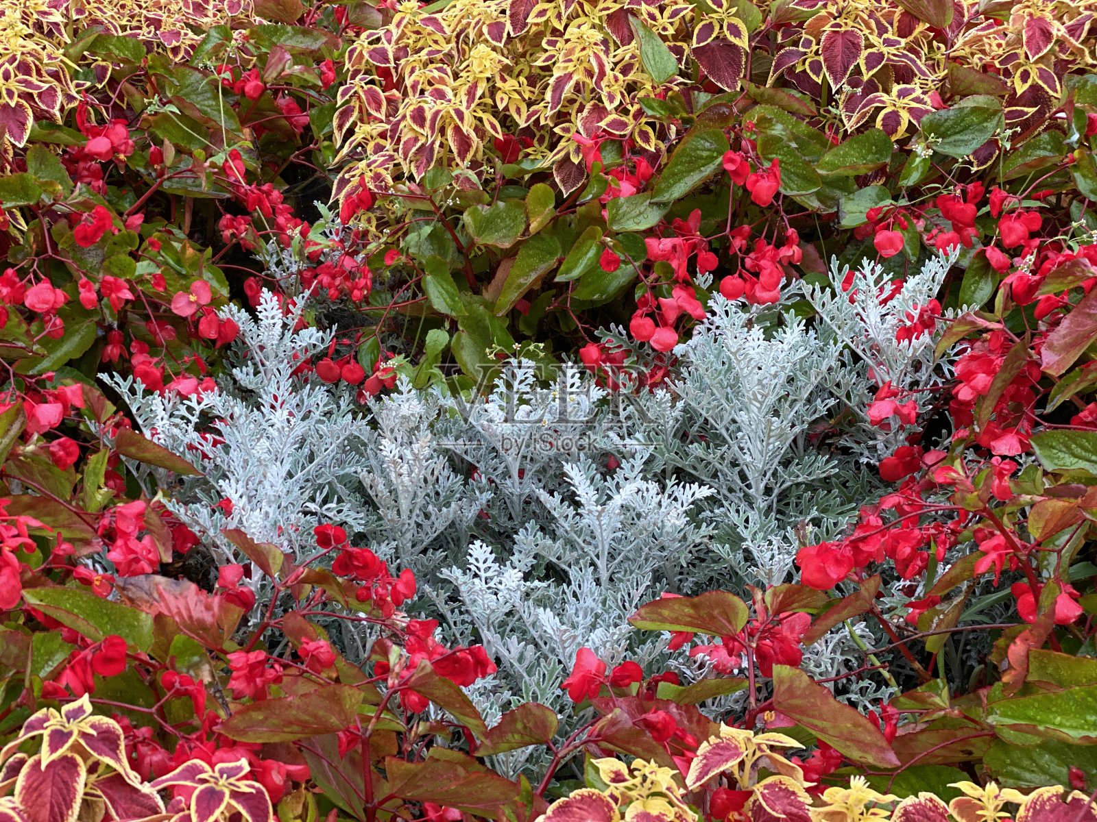 科勒斯， 科勒斯 · 布尔梅， 科勒斯， 普莱克特兰图斯 · 斯库特拉里奥德斯， 波奇维亚特卡照片摄影图片