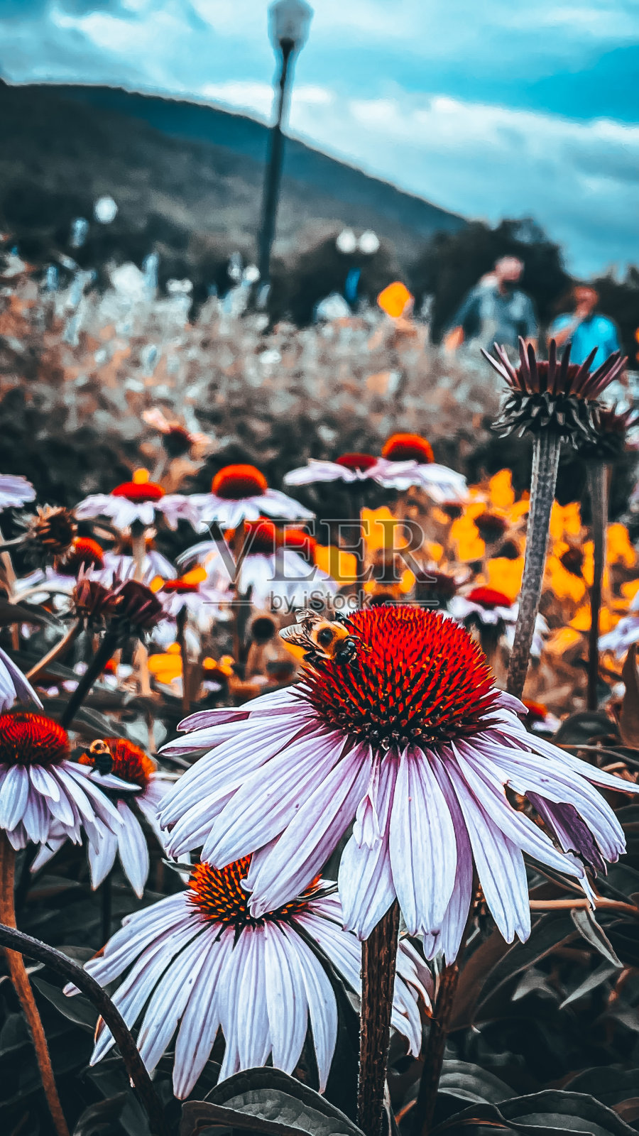 蜜蜂照片摄影图片