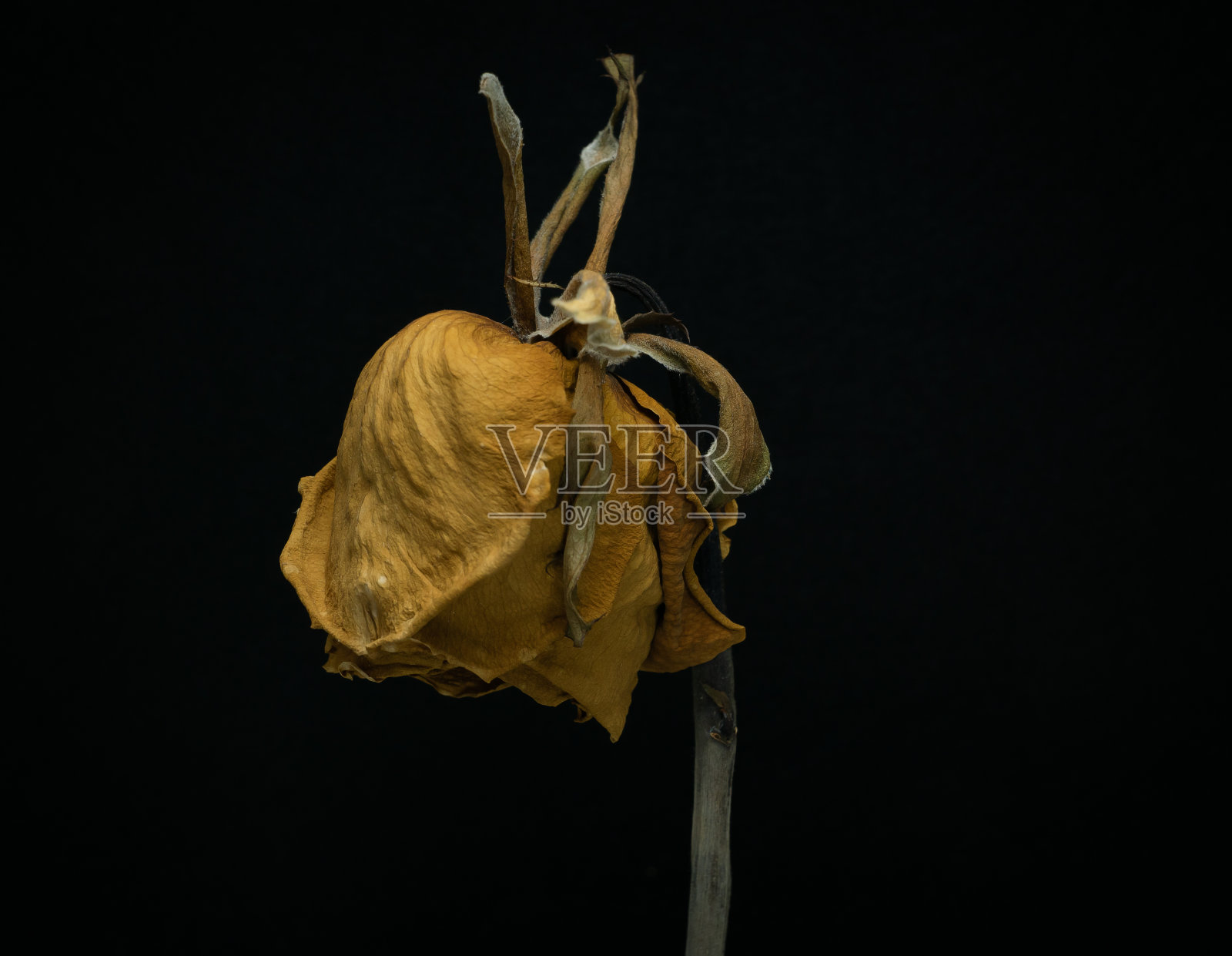 黄玫瑰在黑底上凋谢了。照片摄影图片