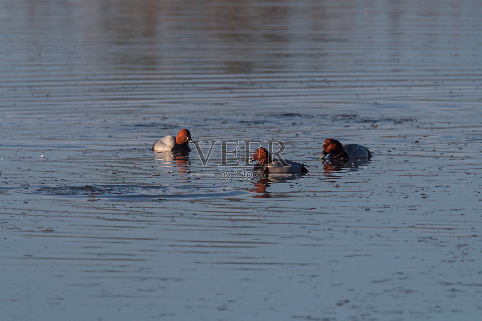 Tafelenten看到照片摄影图片