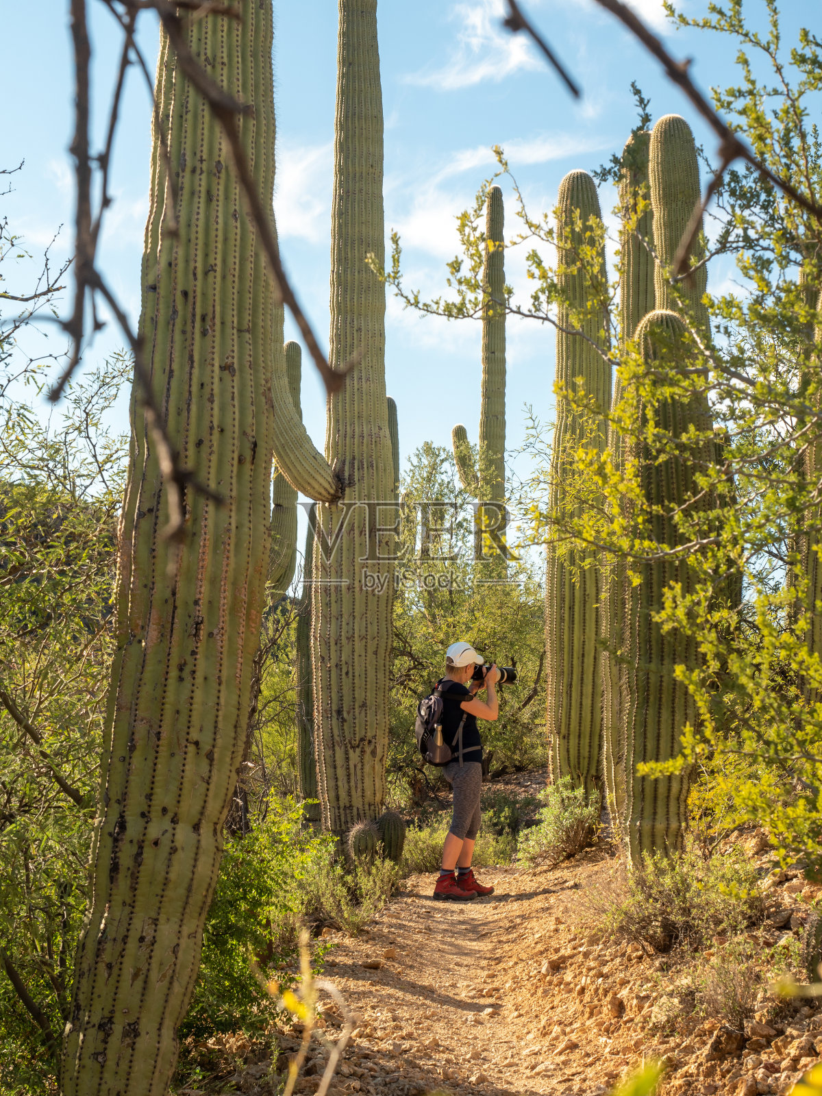 一位退休妇女在亚利桑那州沙漠里的仙人掌树中醒来照片摄影图片