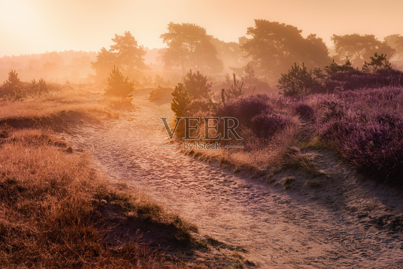 在一个美丽的雾蒙蒙的早晨，日出时分，一条小路穿过盛开的石南花。照片摄影图片