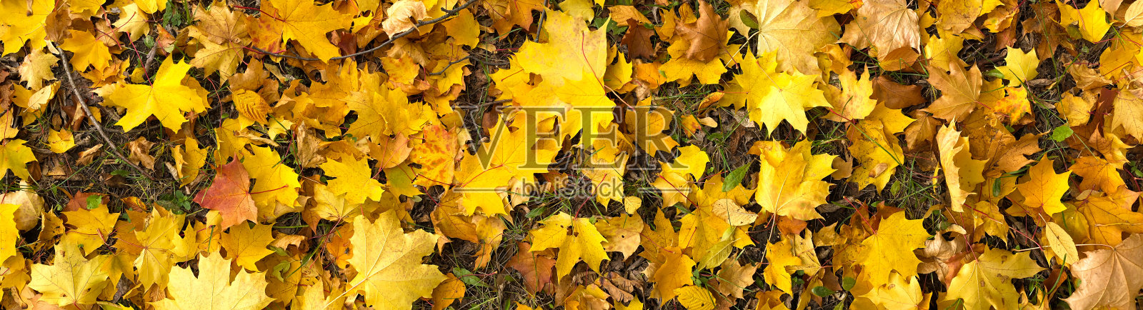 地上枫叶黄黄的，秋天的背景照片摄影图片