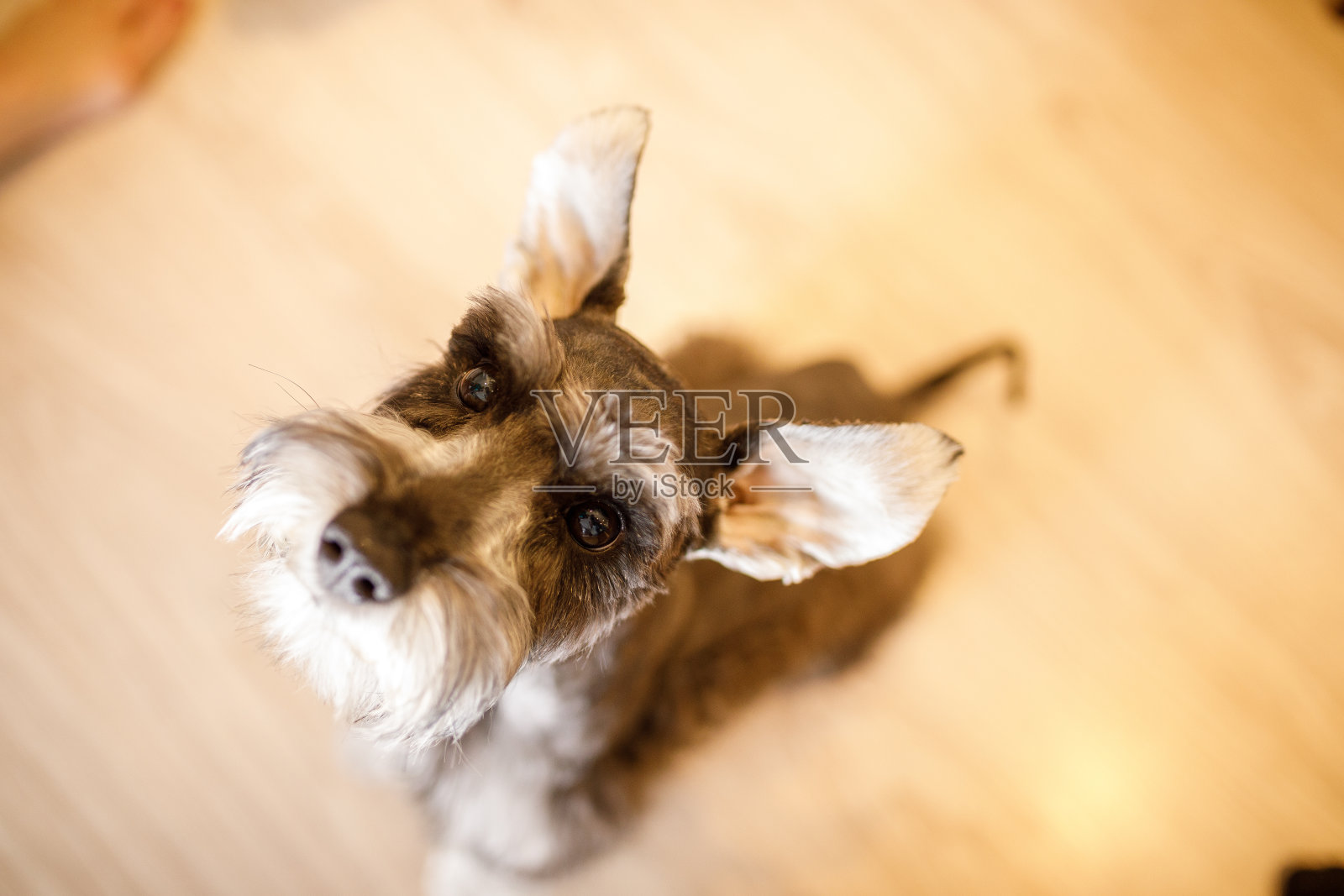 可爱的小狗抬头看照片摄影图片