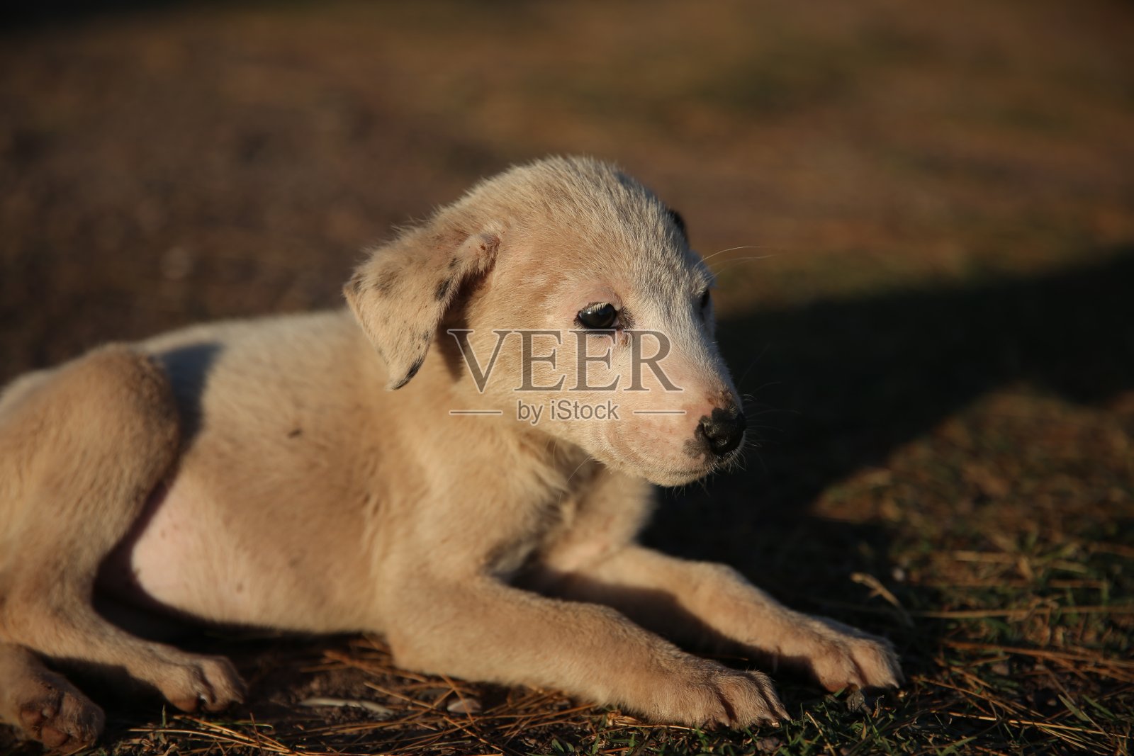 这只狗照片摄影图片