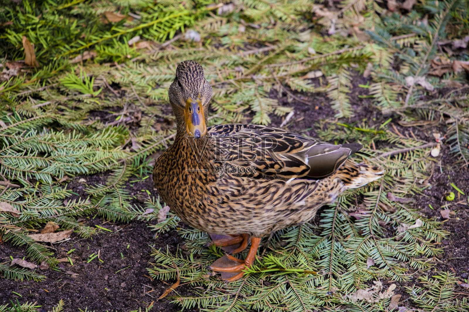 美丽的野鸭站在湖边。照片摄影图片