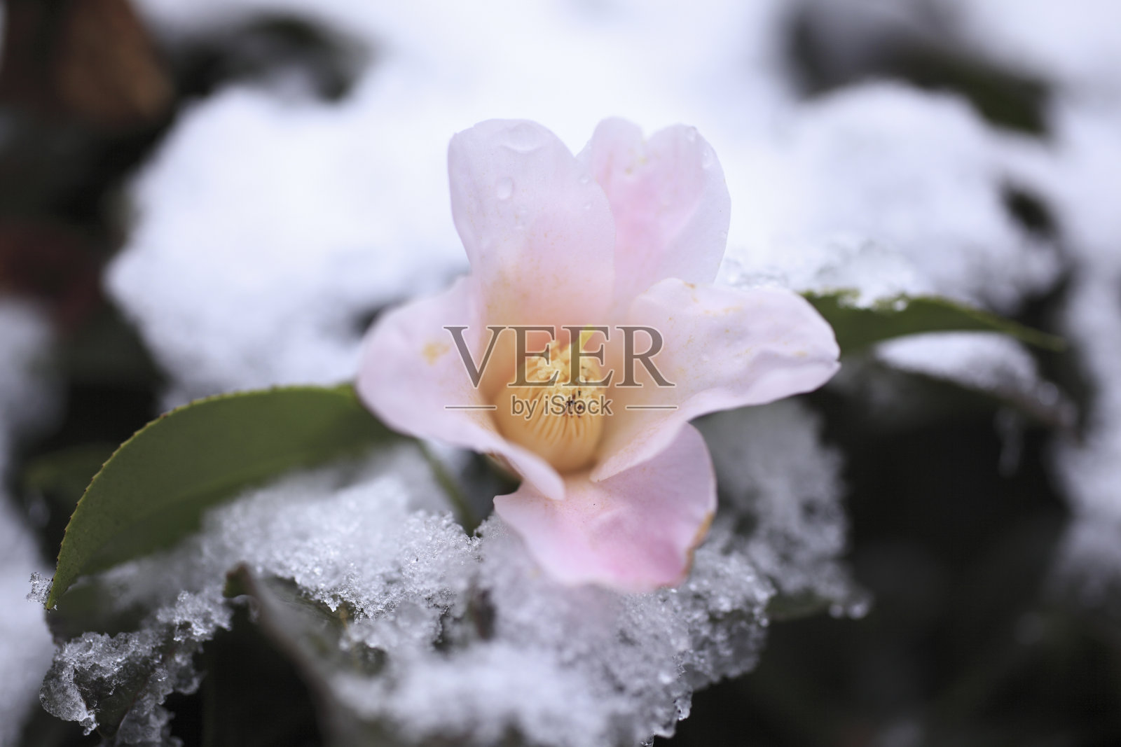 新鲜的雪落在茶花上照片摄影图片