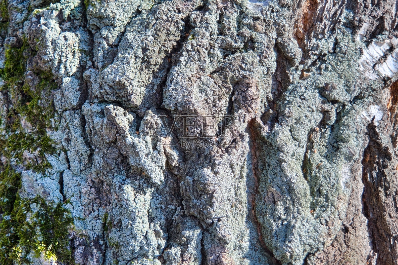 松树树皮的自然结构。松树皮纹理。照片摄影图片