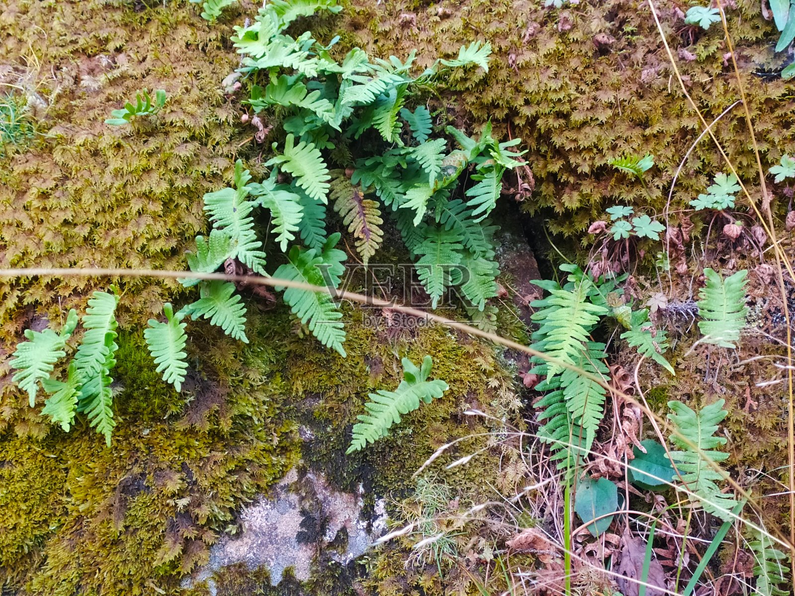 亮绿色的蕨类植物叶子穿过古老的森林苔藓照片摄影图片