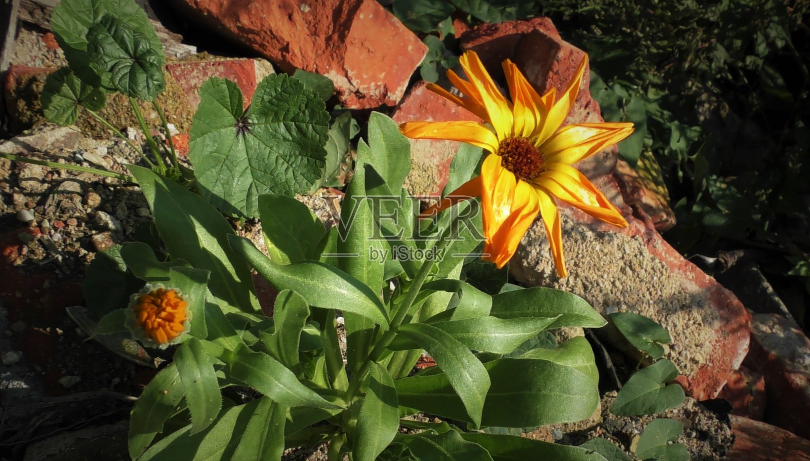 花。照片摄影图片