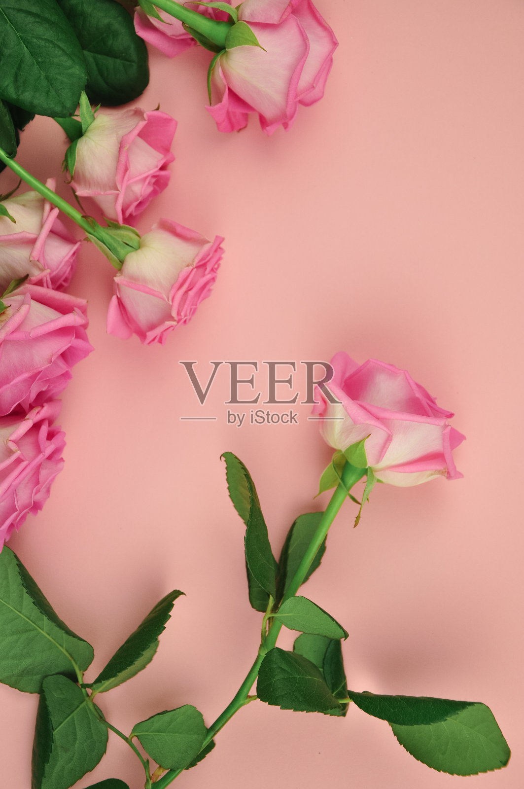 粉色背景玫瑰花束，留白空间照片摄影图片