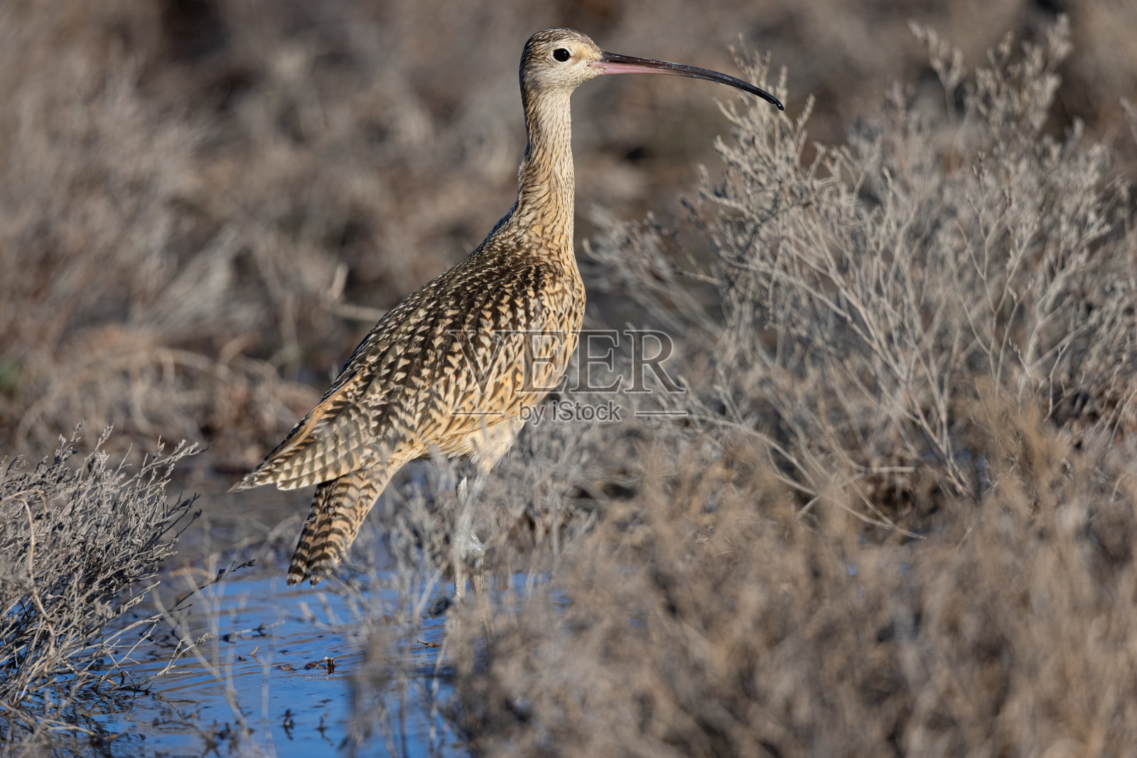长喙杓鹬，见于北加州沼泽的野外照片摄影图片